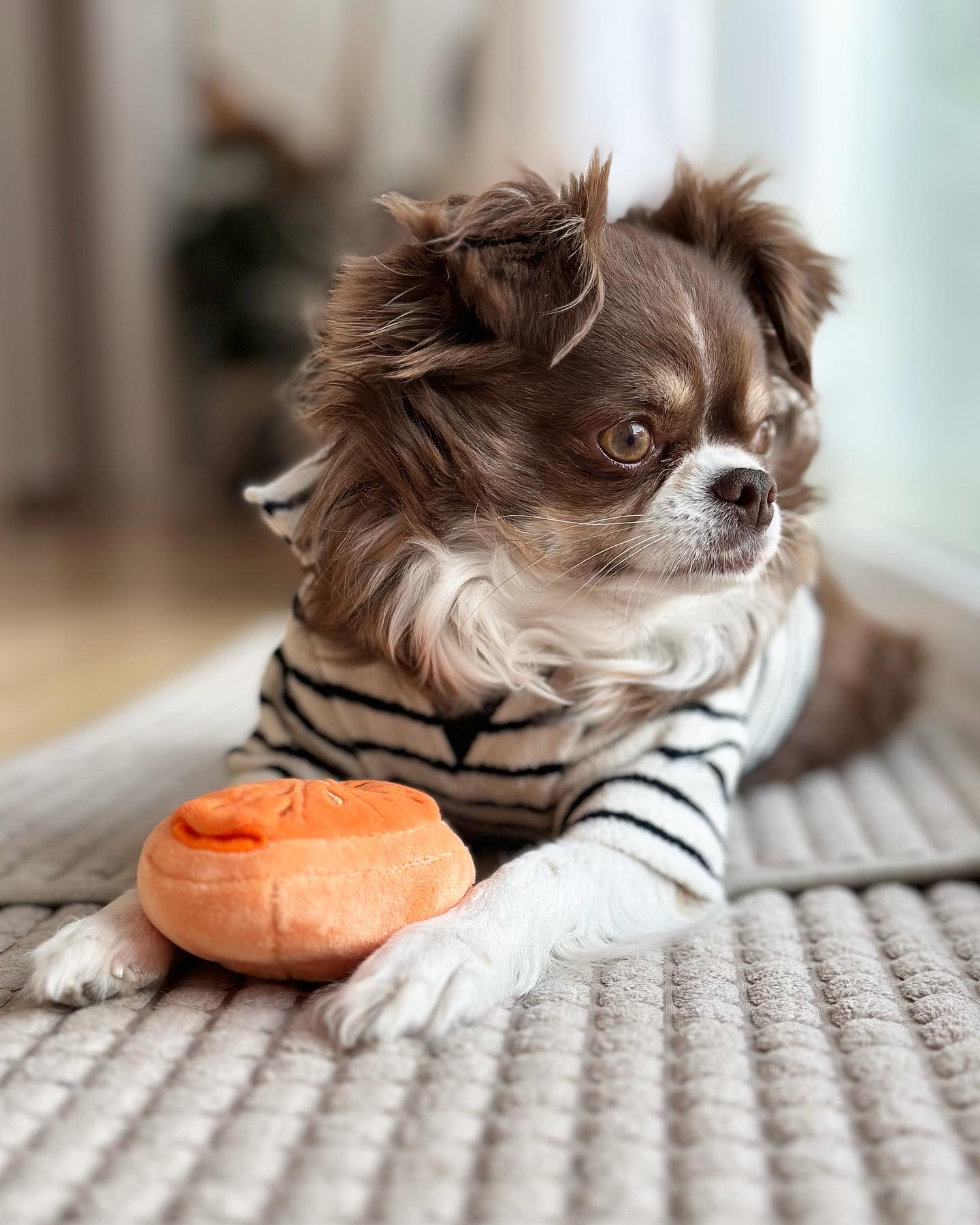 그저께가 멍돌이 입양 4주년이었어요. :)