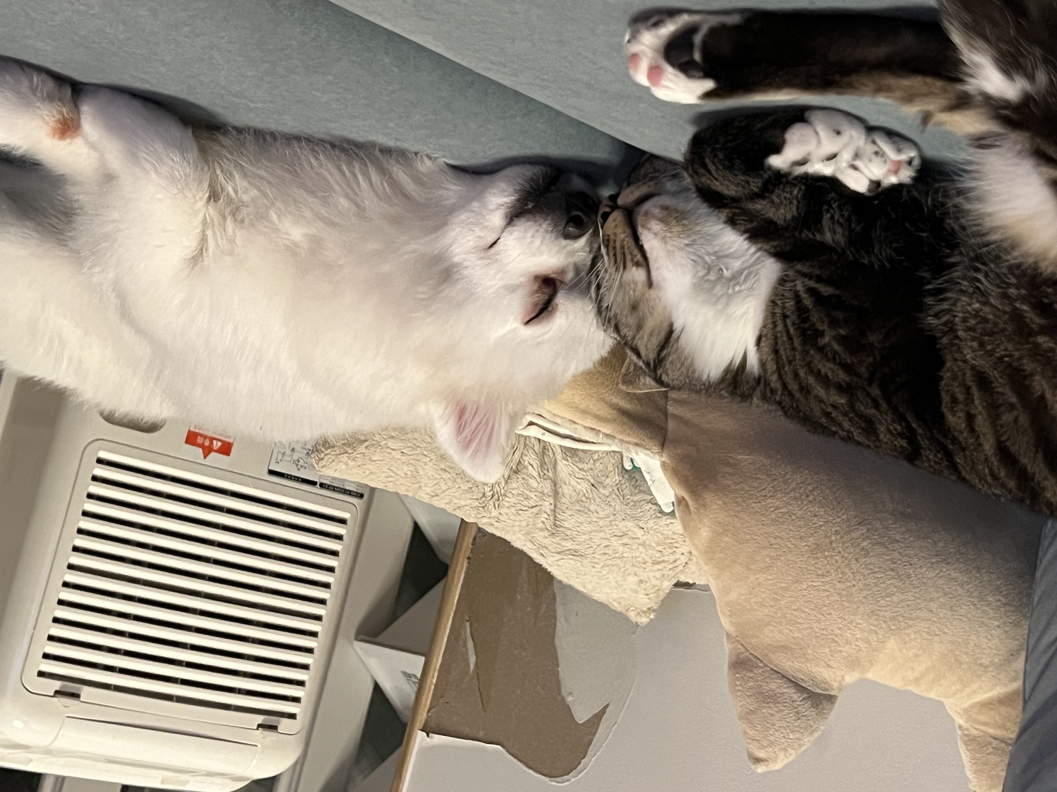 푸우와 함께한지 3년째❤️