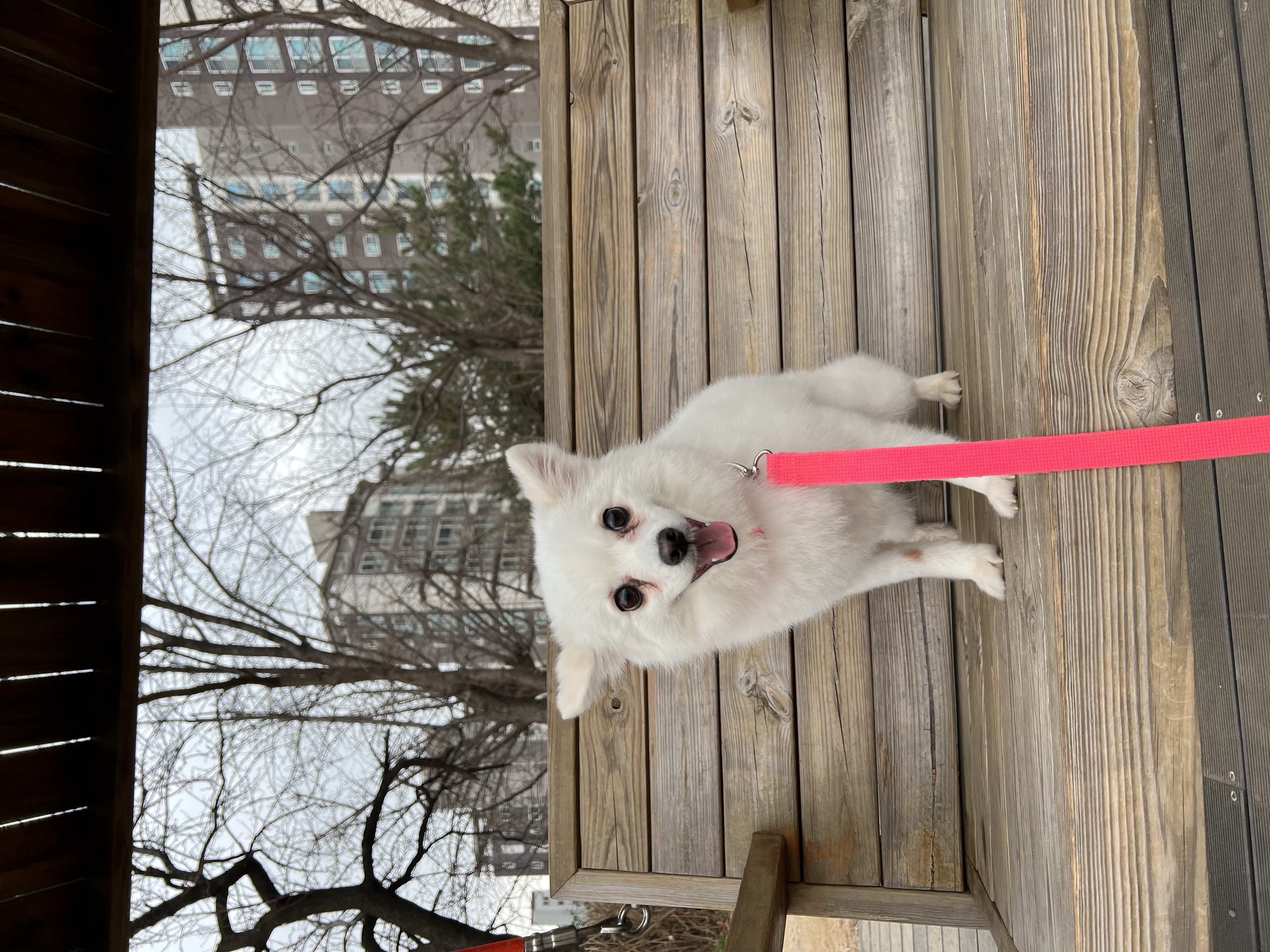 푸우와 함께한지 3년째❤️