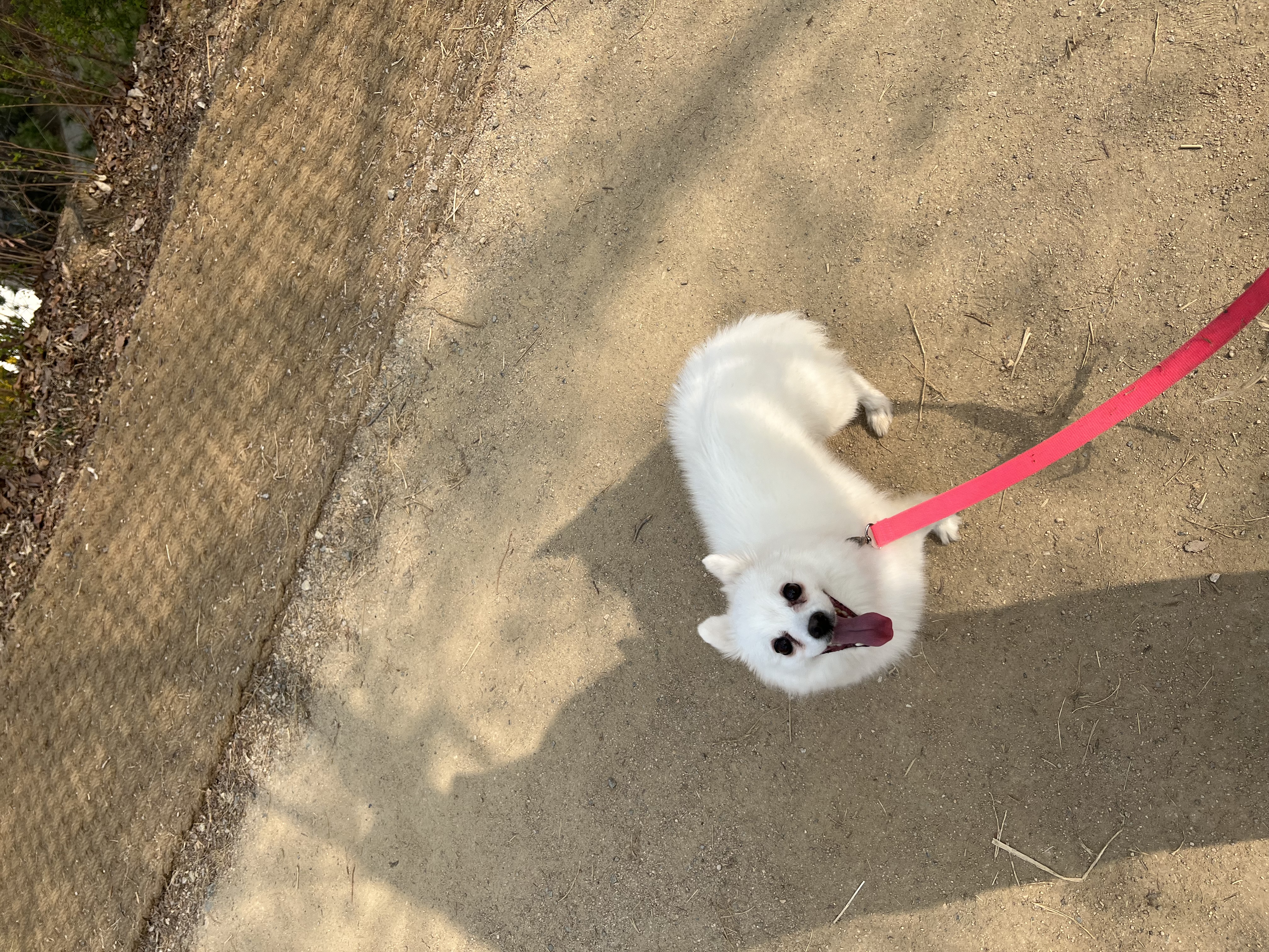 푸우와 함께한지 3년째❤️