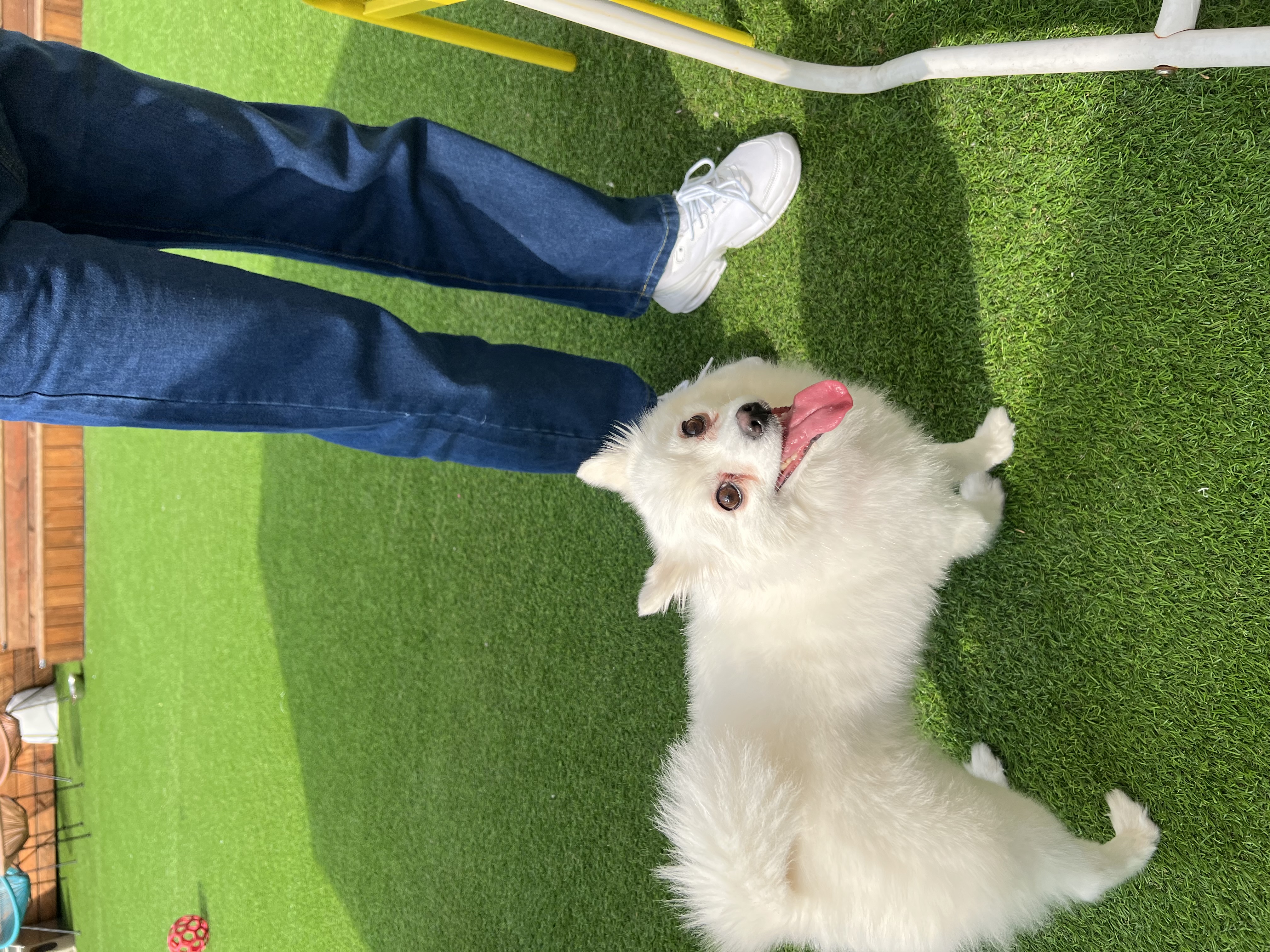 푸우와 함께한지 3년째❤️