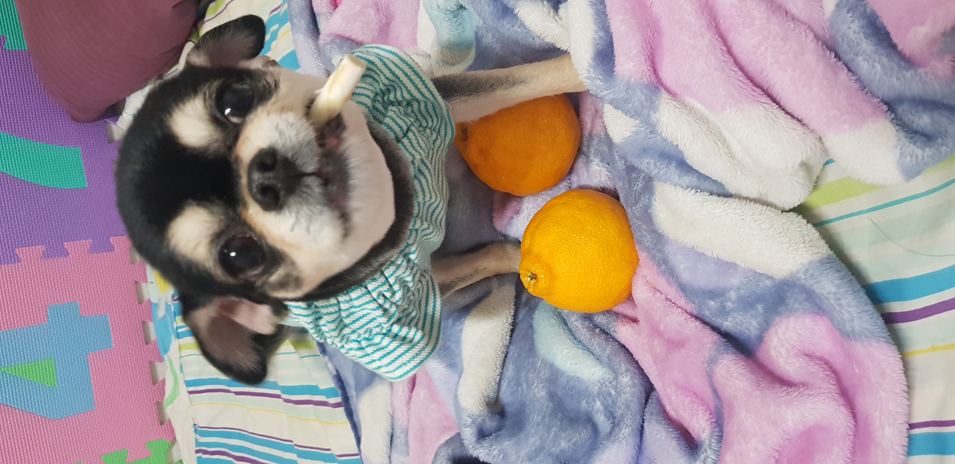 맹이에요(입양전이쁜이)