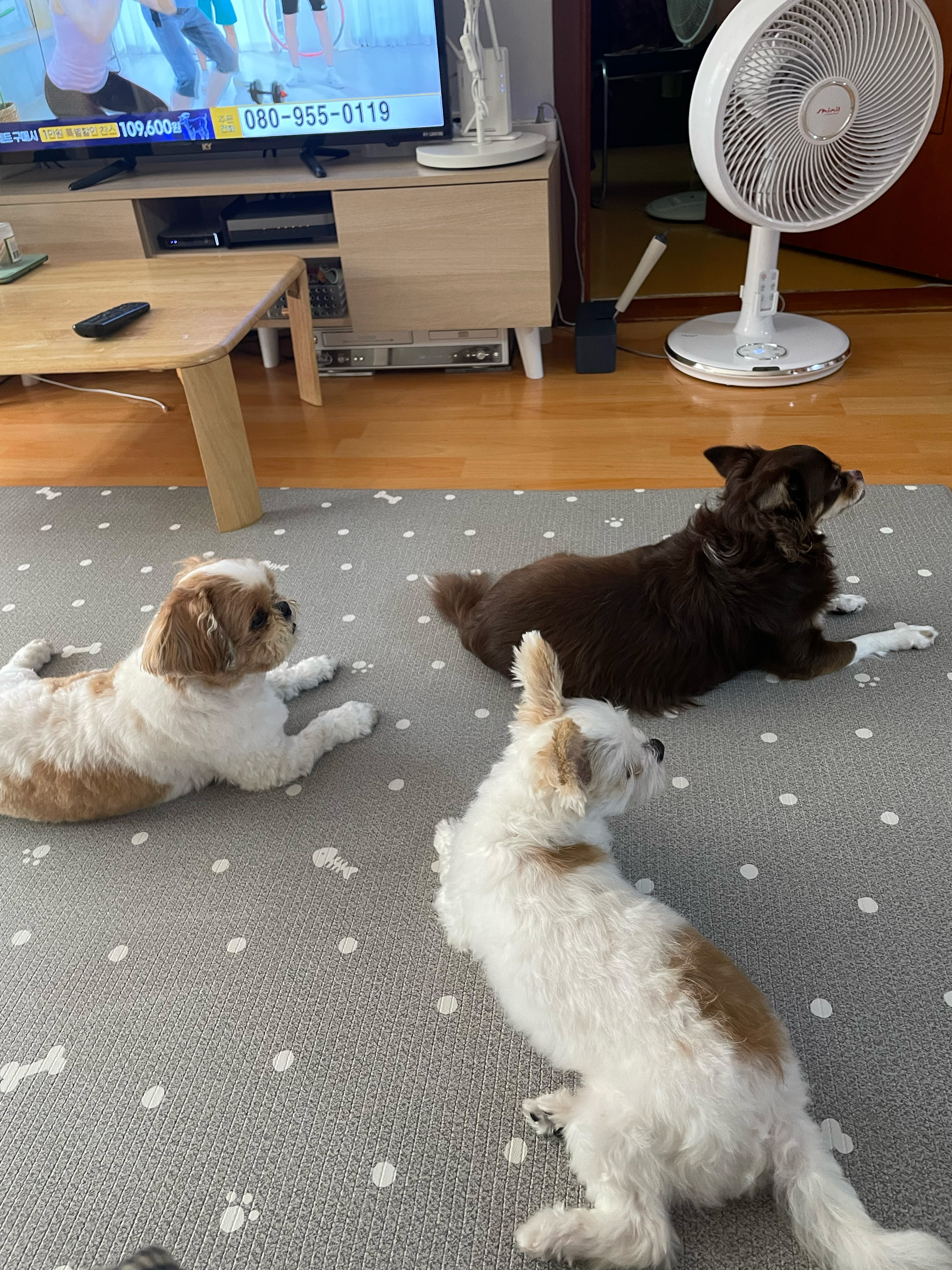 아산 애니멀 호더 구조견(아금) 현재 태산이 임보일기