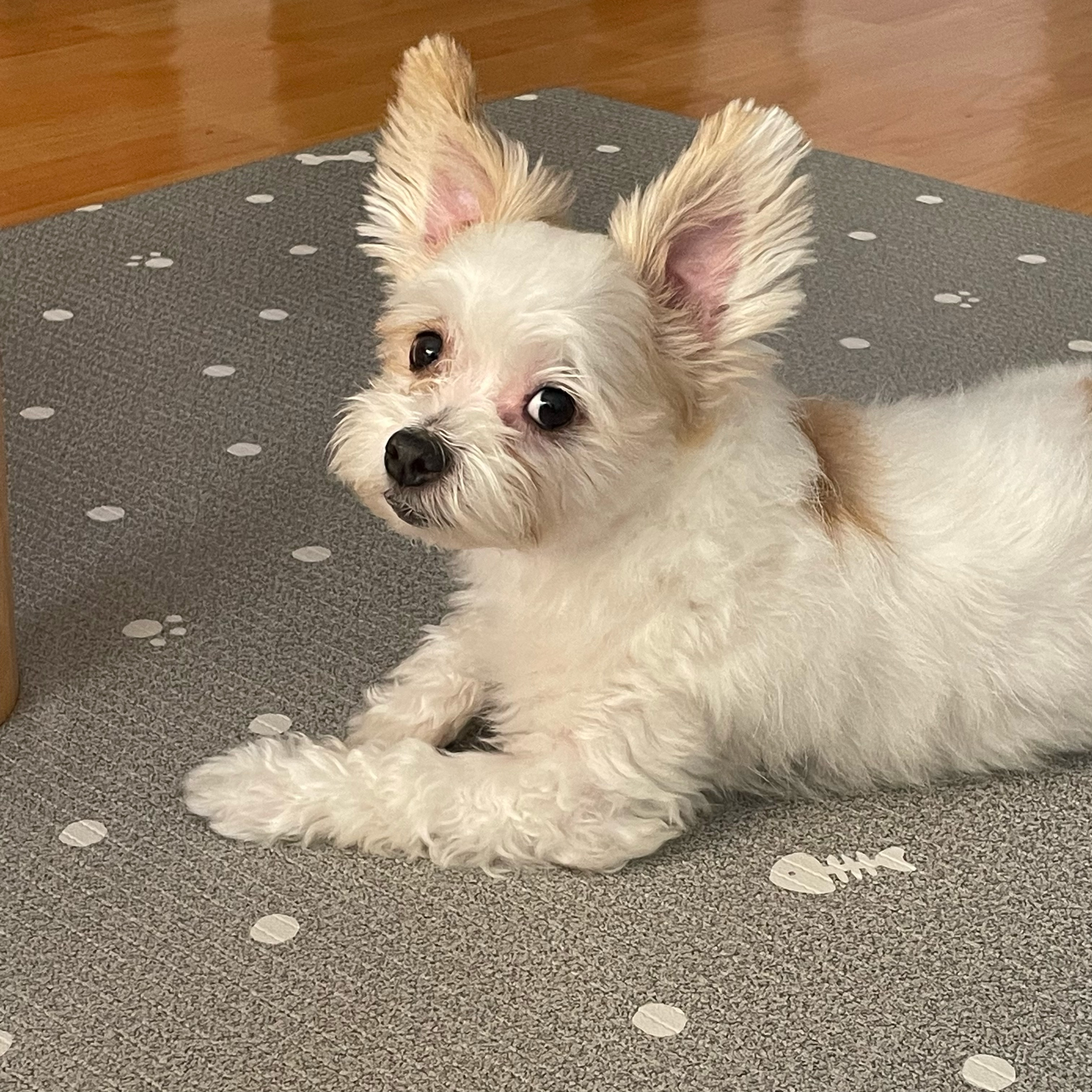 아산 애니멀 호더 구조견(아금) 현재 태산이 임보일기