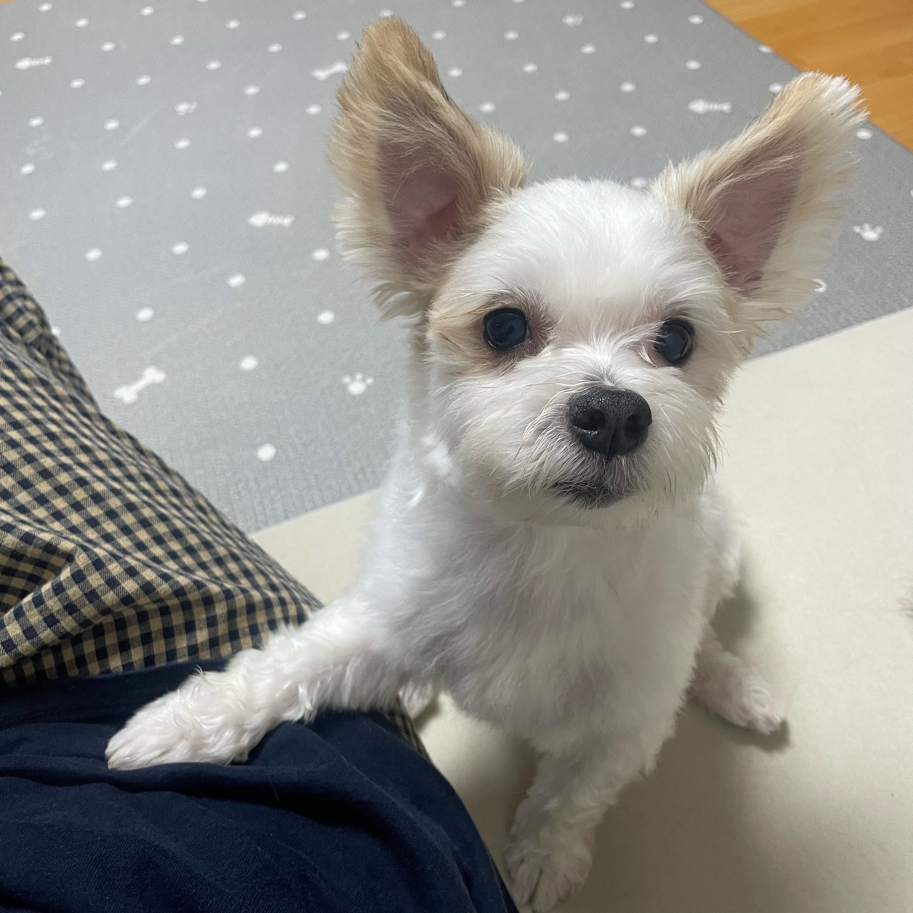 아산 애니멀 호더 구조견(아금) 현재 태산이 임보일기