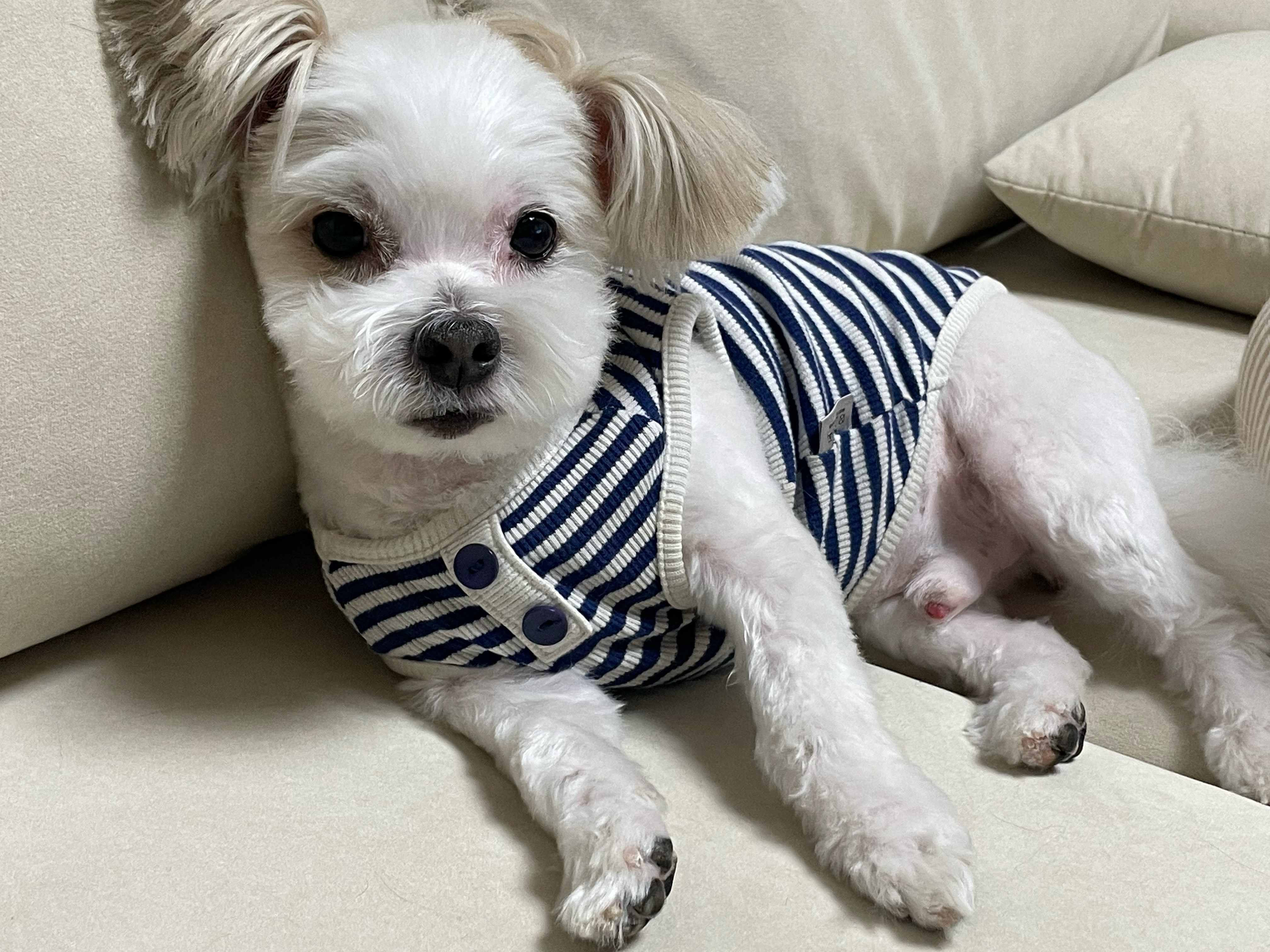 아산 애니멀 호더 구조견(아금) 현재 태산이 임보일기