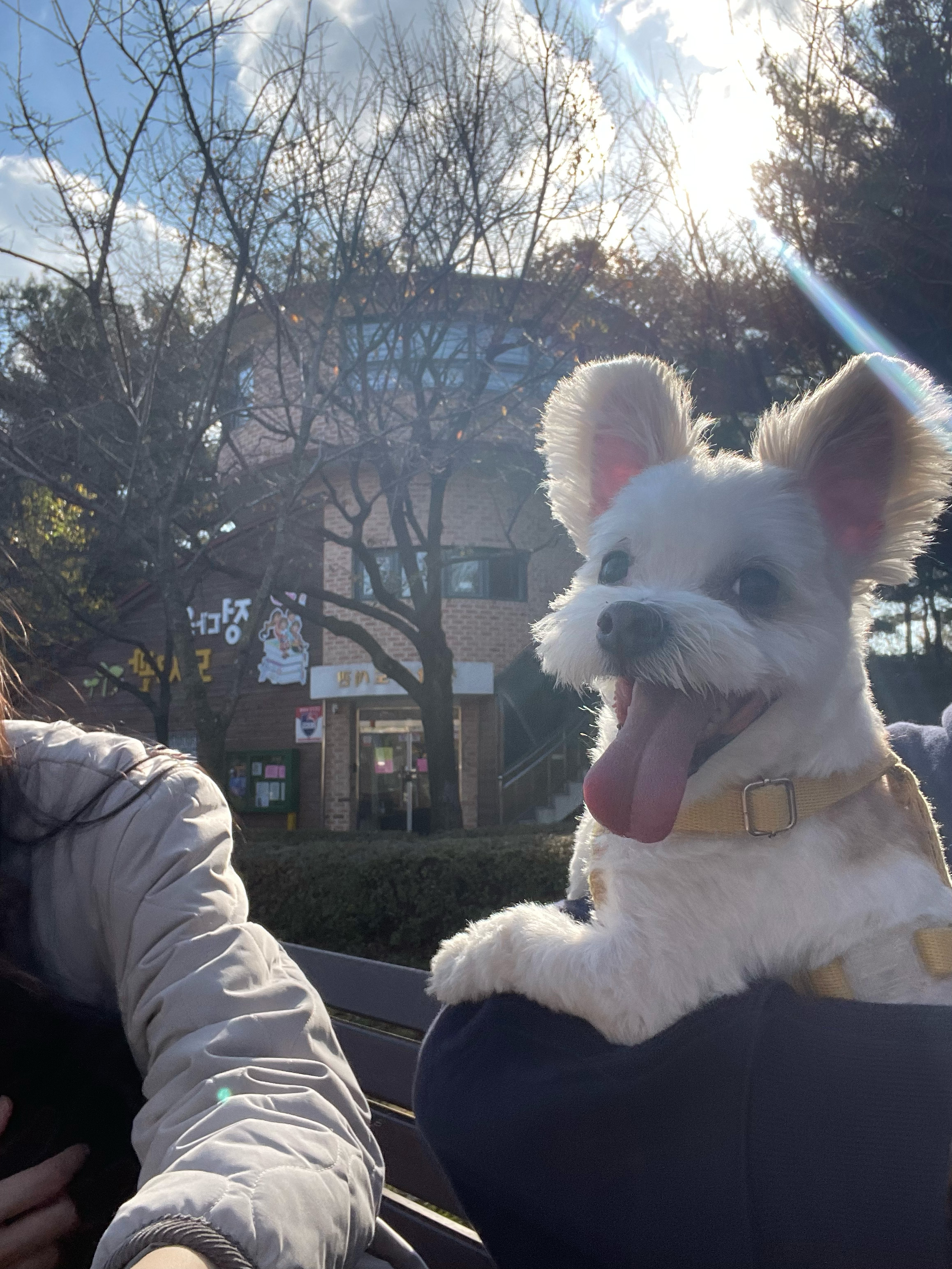 아산 애니멀 호더 구조견(아금) 현재 태산이 임보일기