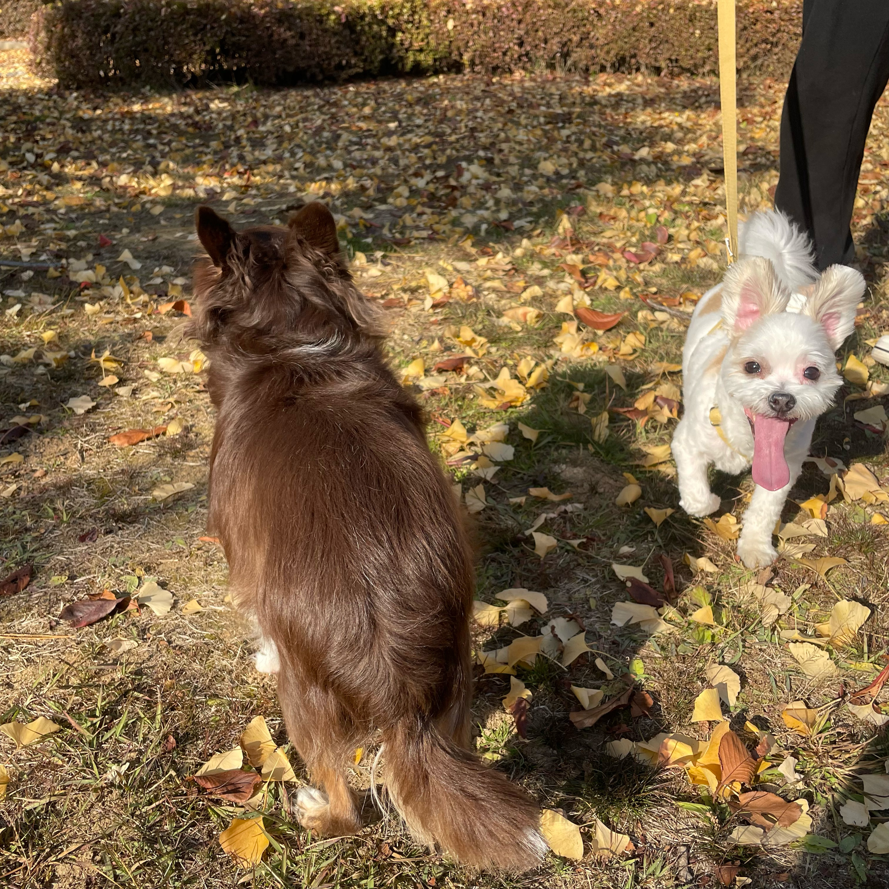 아산 애니멀 호더 구조견(아금) 현재 태산이 임보일기