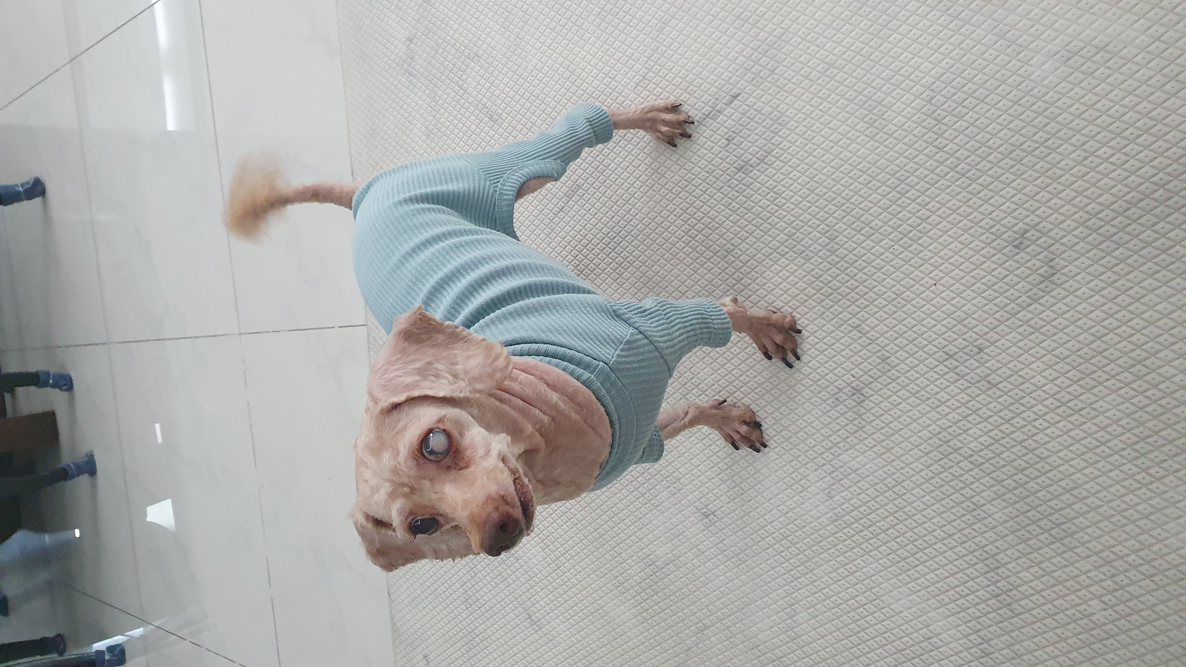 밤송이 인사드려요