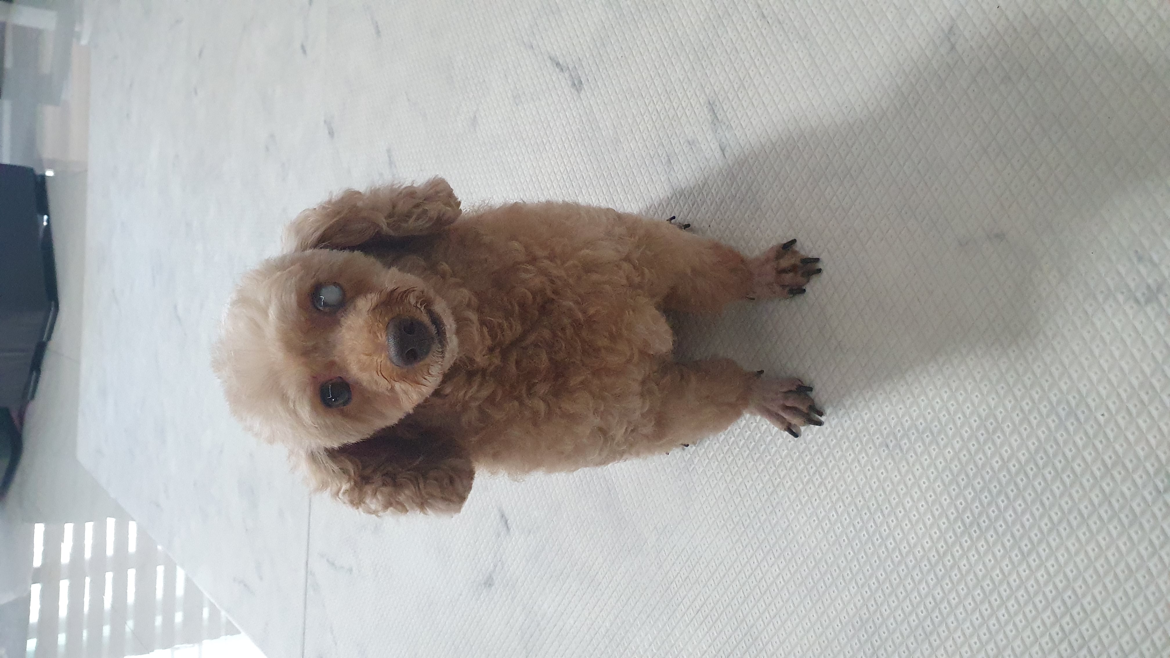 밤송이 인사드려요