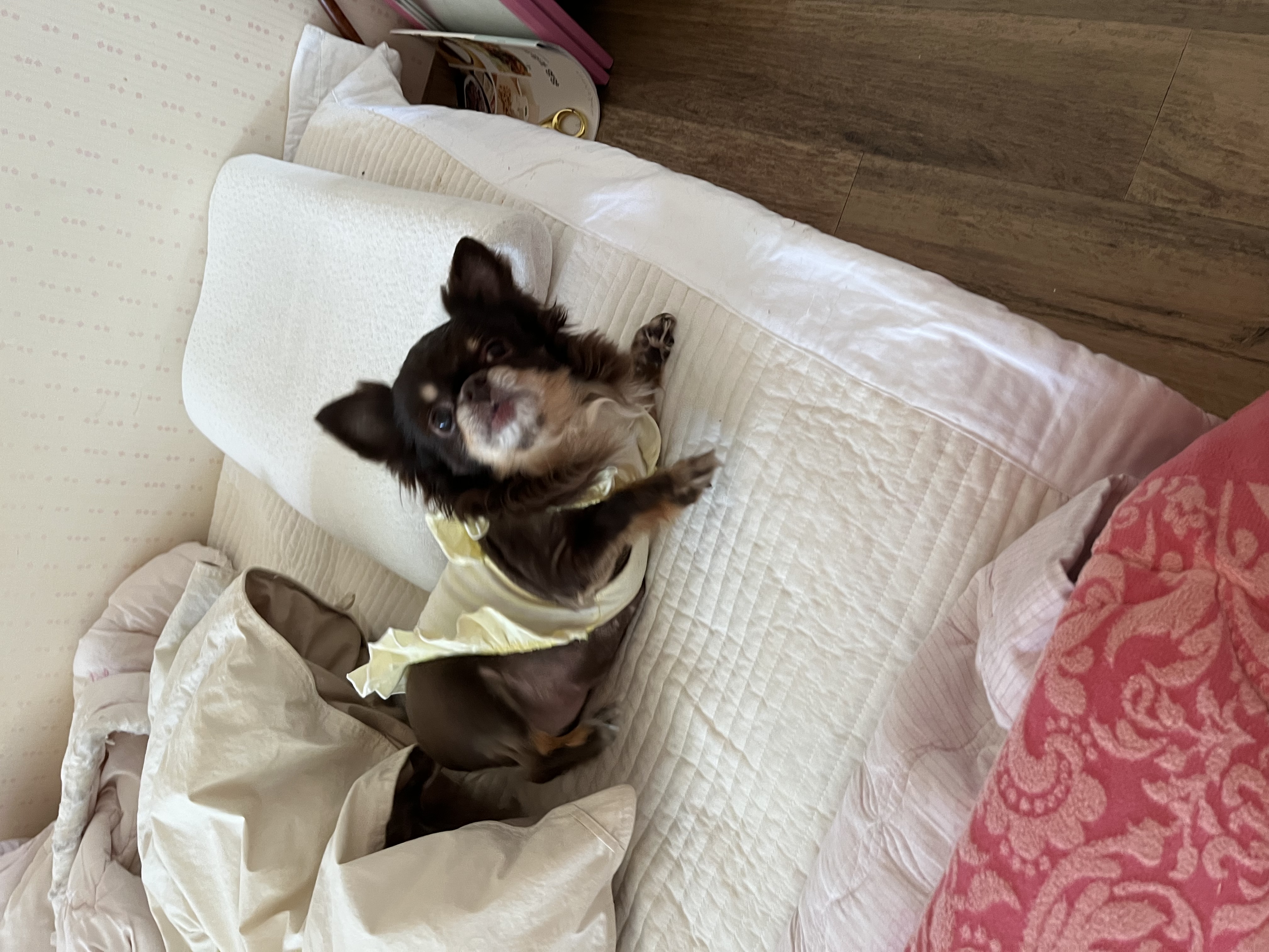 평택 번식장 계피(현 나나)예요~