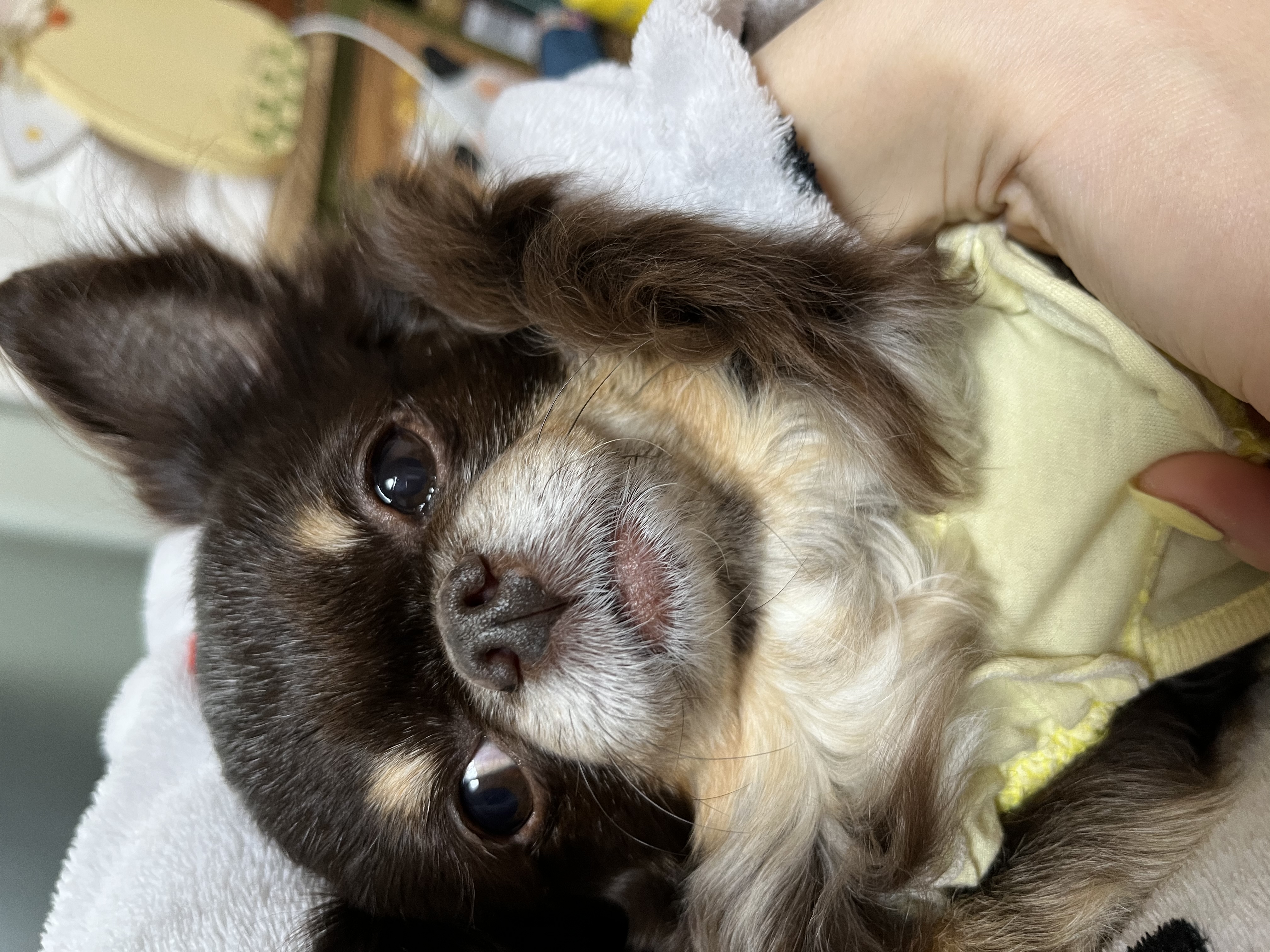 평택 번식장 계피(현 나나)예요~