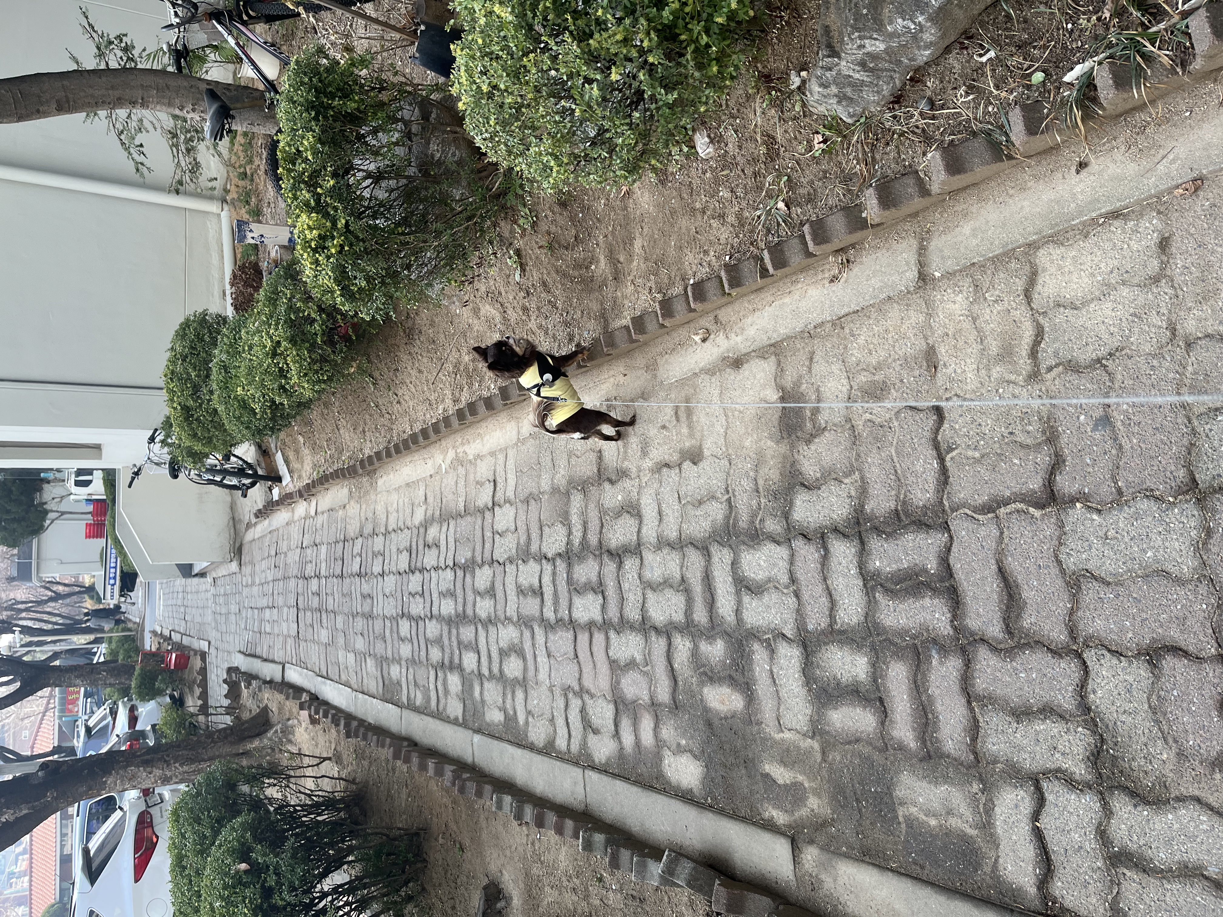 평택 번식장 계피(현 나나)예요~