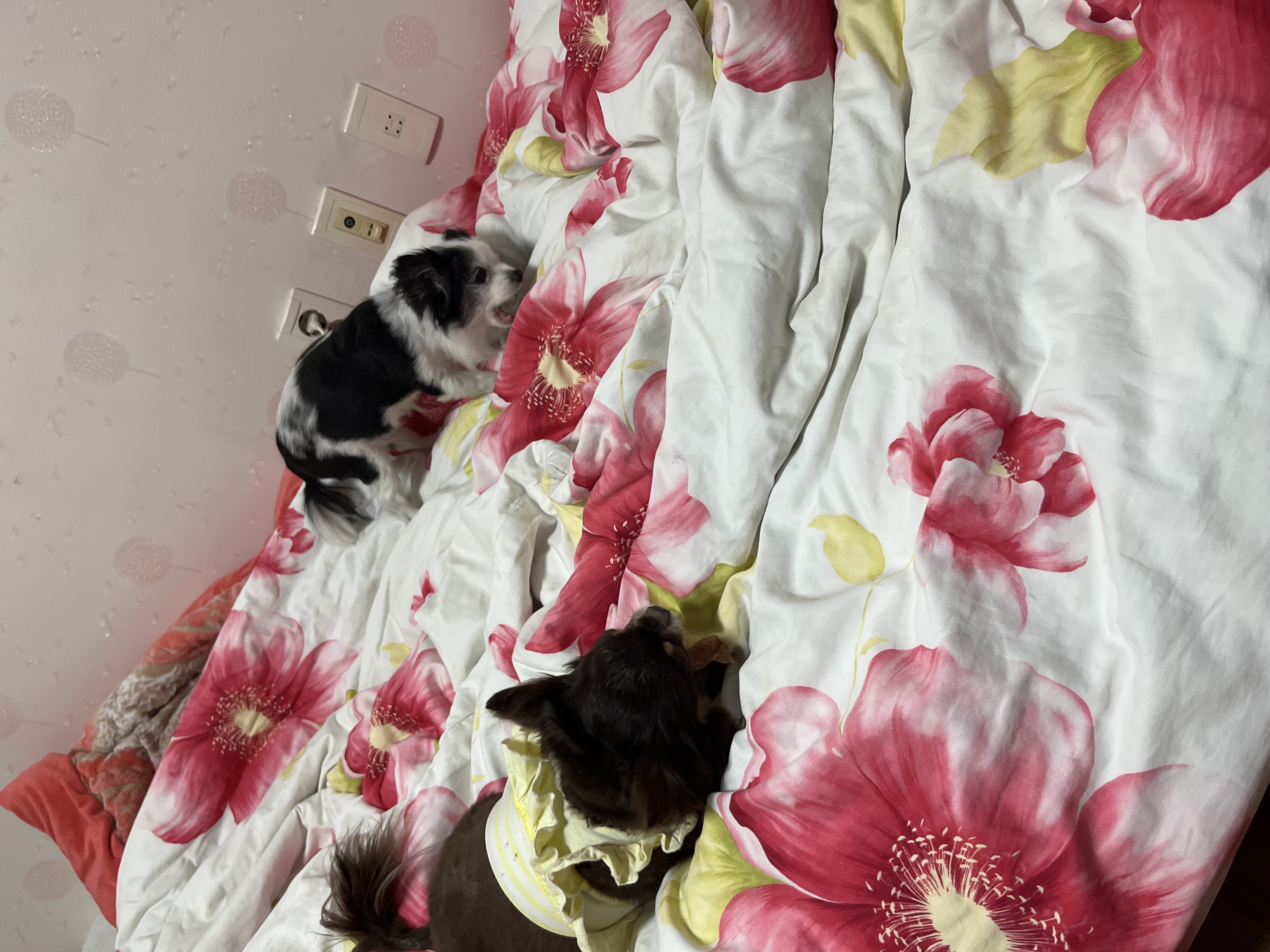 평택 번식장 계피(현 나나)예요~