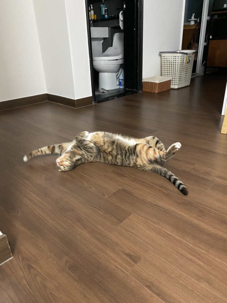 옥희(몰랑이),복희(동백이)와 함께한지 3년 되었습니다^^