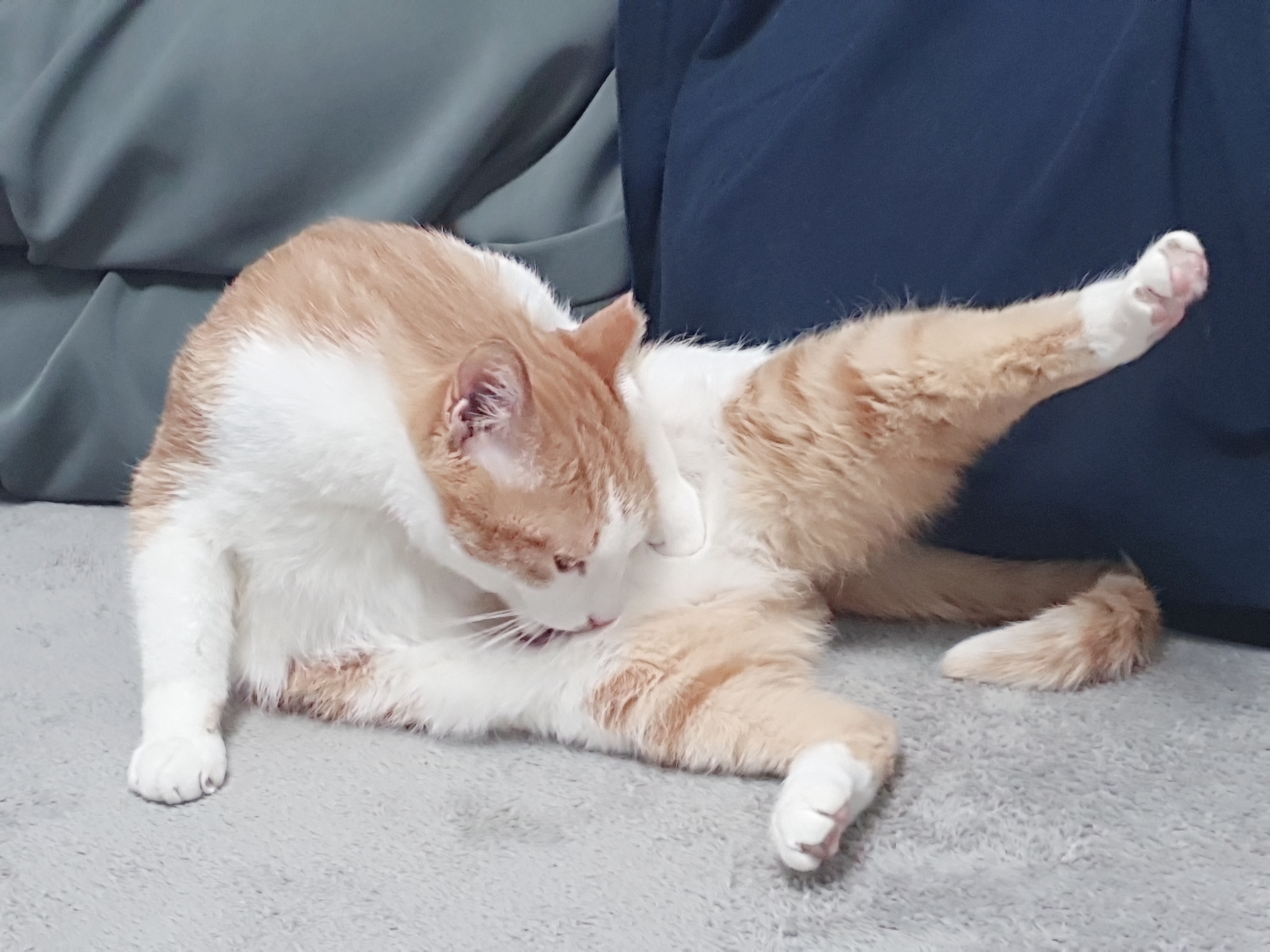 옥희(몰랑이),복희(동백이)와 함께한지 3년 되었습니다^^