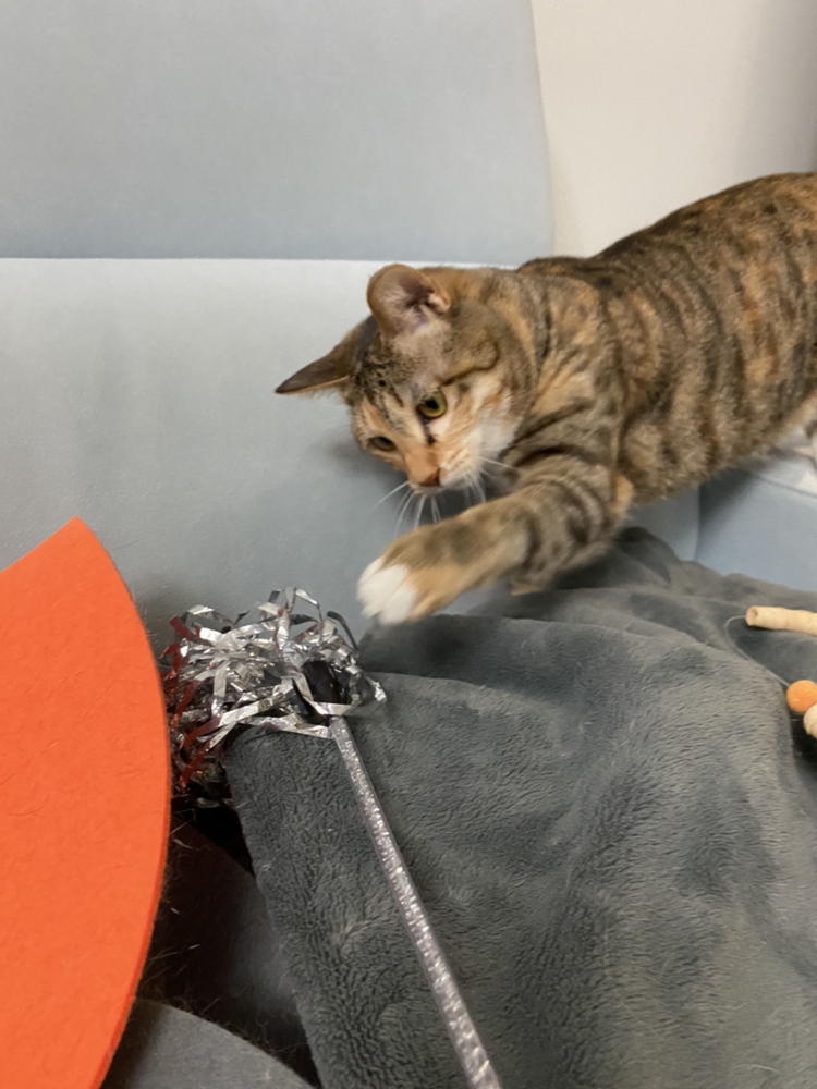 옥희(몰랑이),복희(동백이)와 함께한지 3년 되었습니다^^