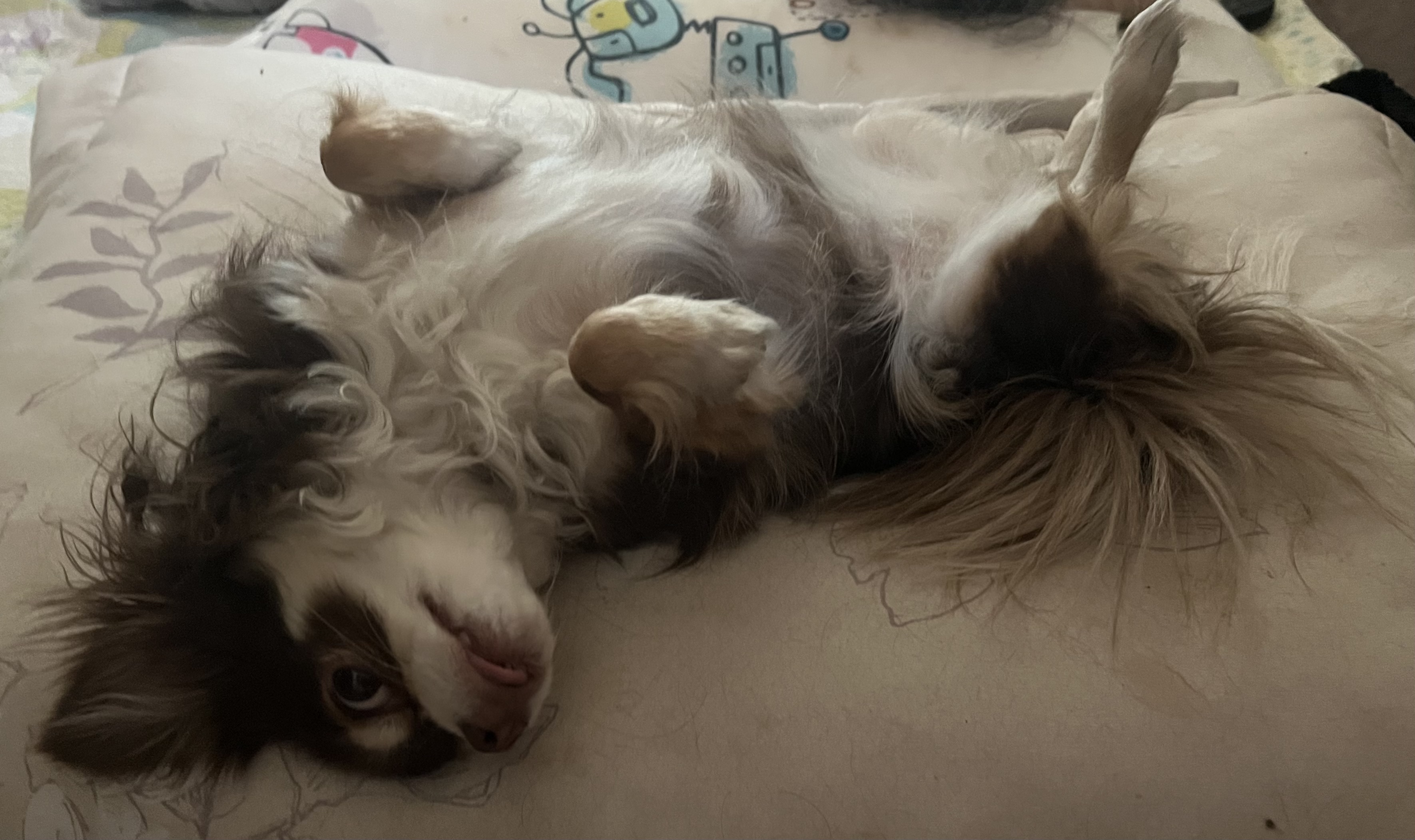 평택치와와 타미는 요즘(구 더지)