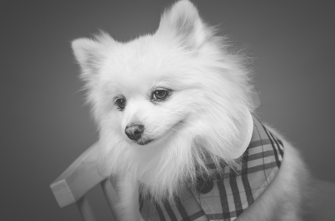 별이(구,영천꽃별이 )소식 알려드려요 ~