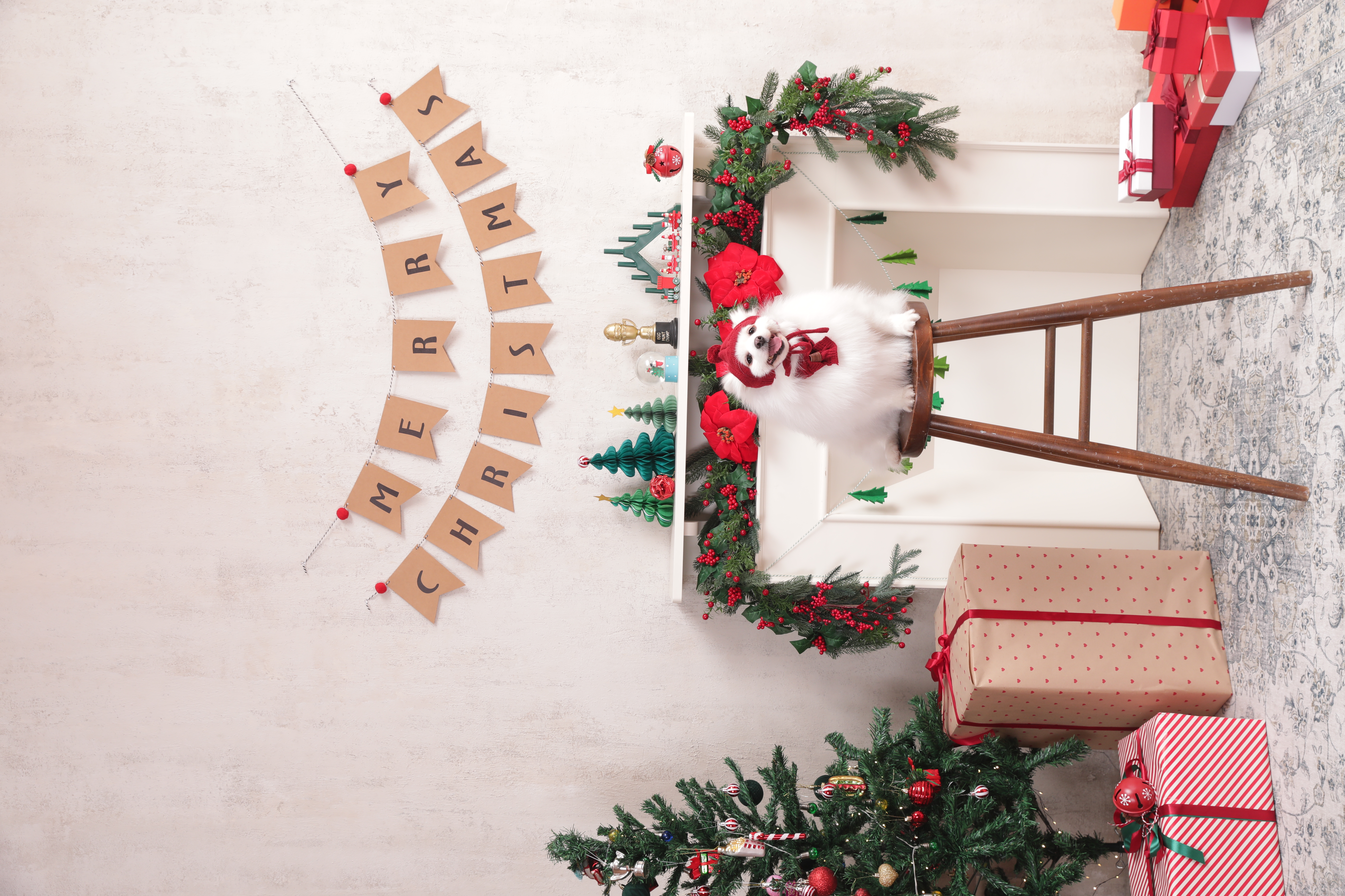 별이(구,영천꽃별이 )소식 알려드려요 ~