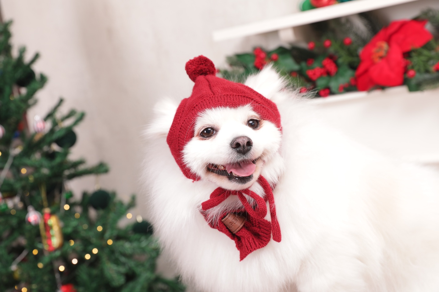 별이(구,영천꽃별이 )소식 알려드려요 ~