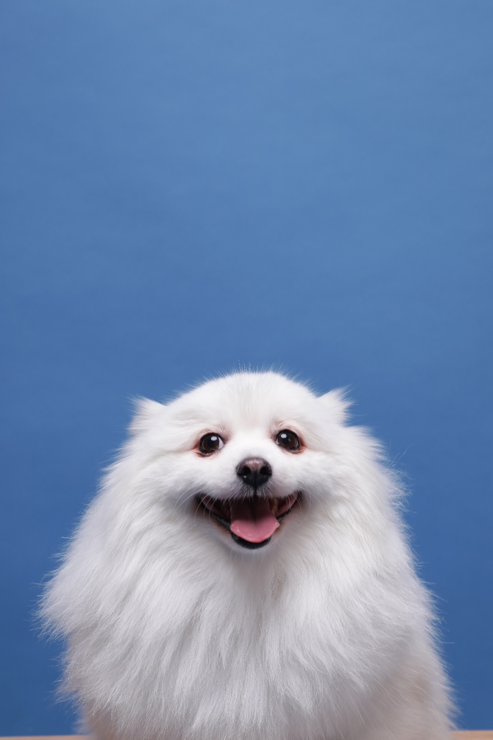 별이(구,영천꽃별이 )소식 알려드려요 ~