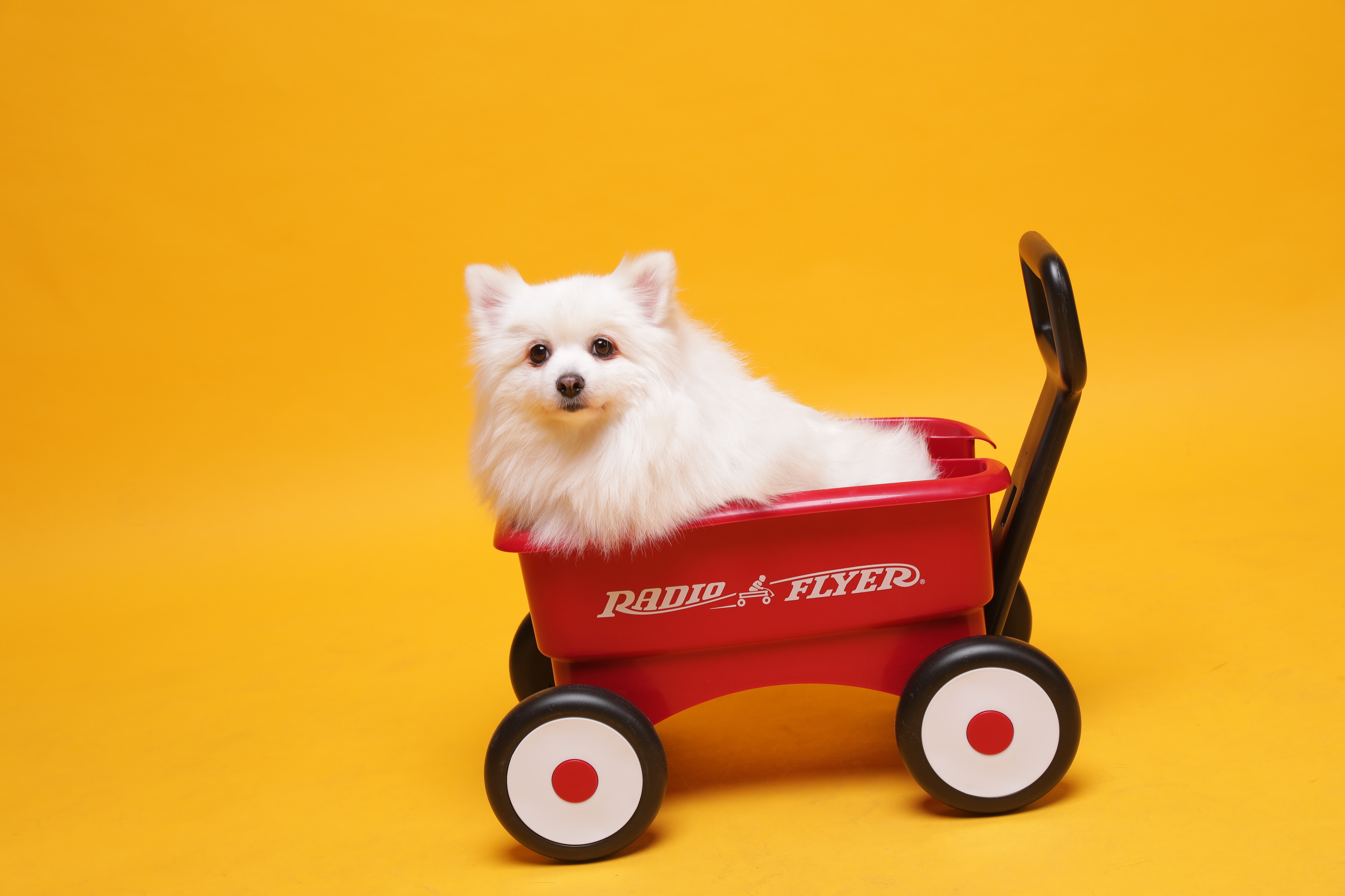 별이(구,영천꽃별이 )소식 알려드려요 ~