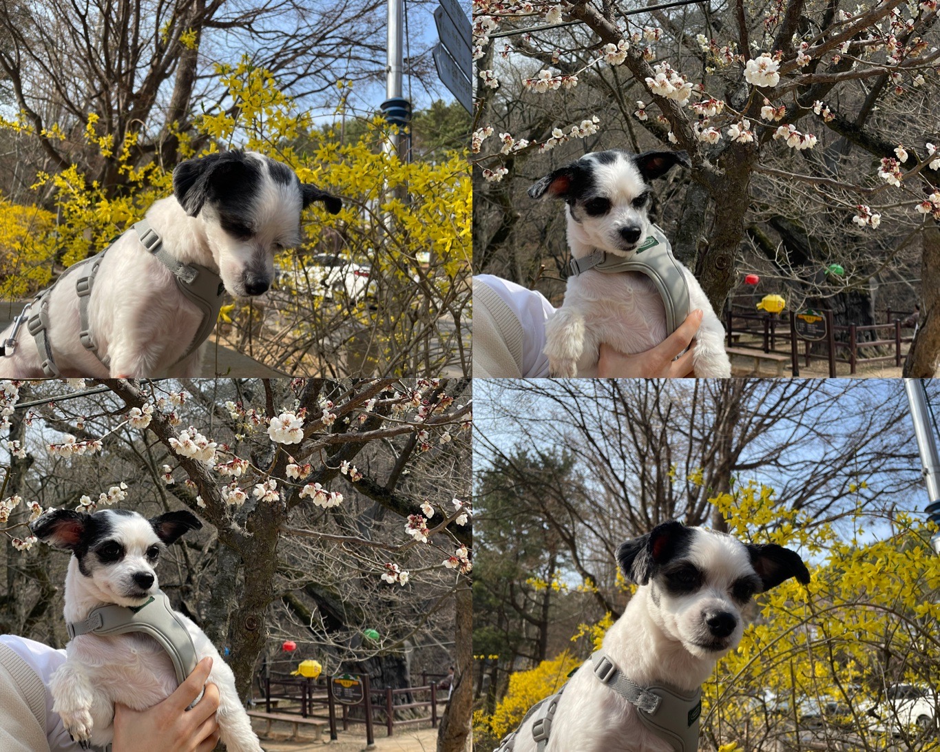 포아(현 샬롯) 꽃놀이 다녀왔어요!