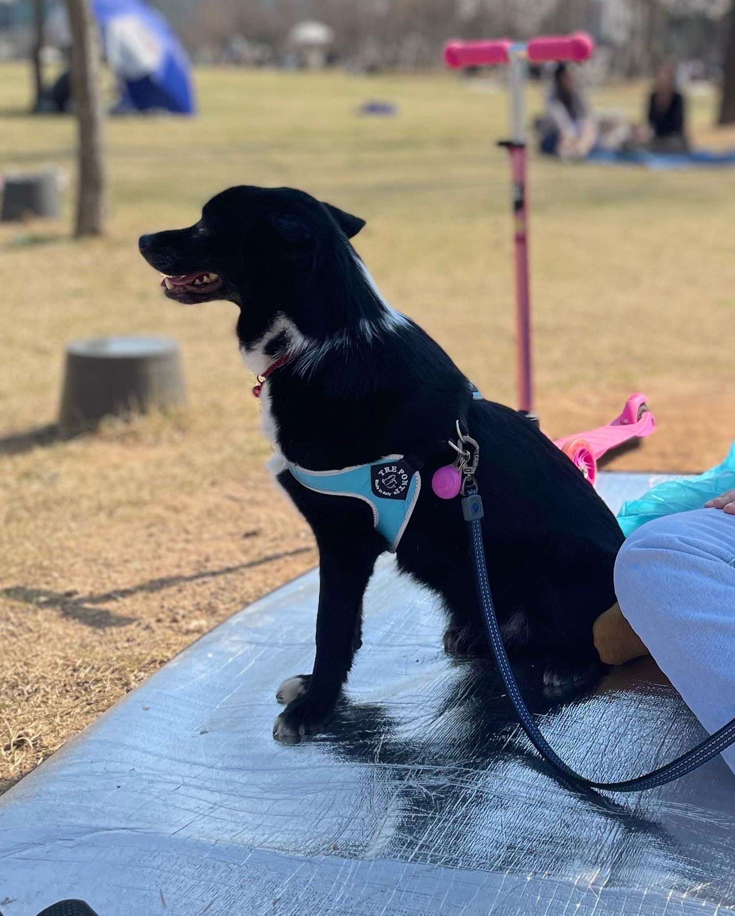 아투(제다이) 입양 4.5년차입니다!! 