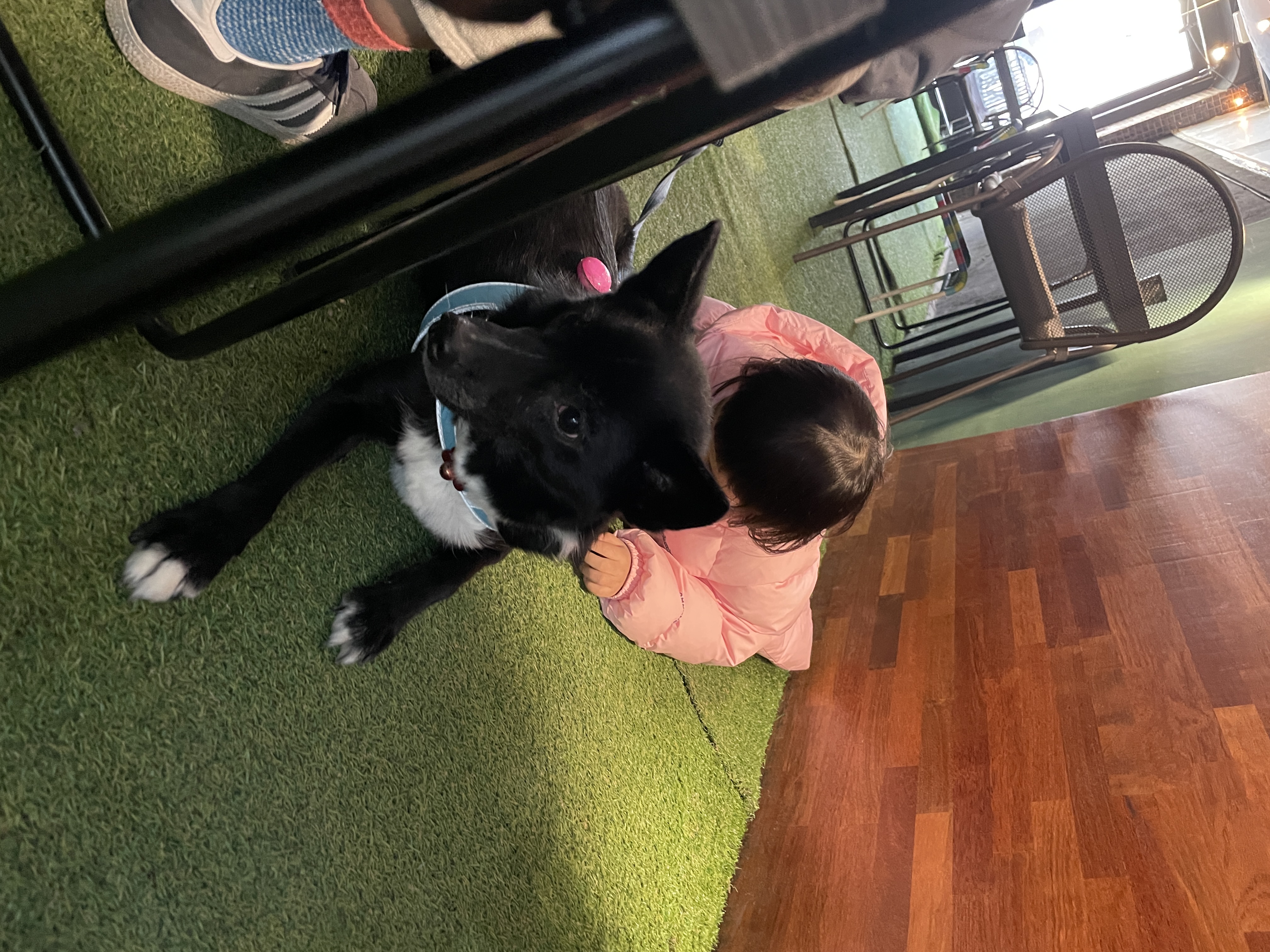 아투(제다이) 입양 4.5년차입니다!! 