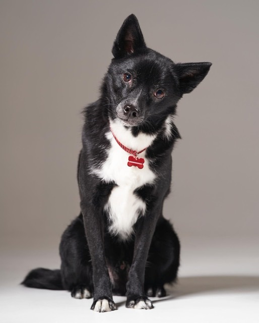 아투(제다이) 입양 4.5년차입니다!! 