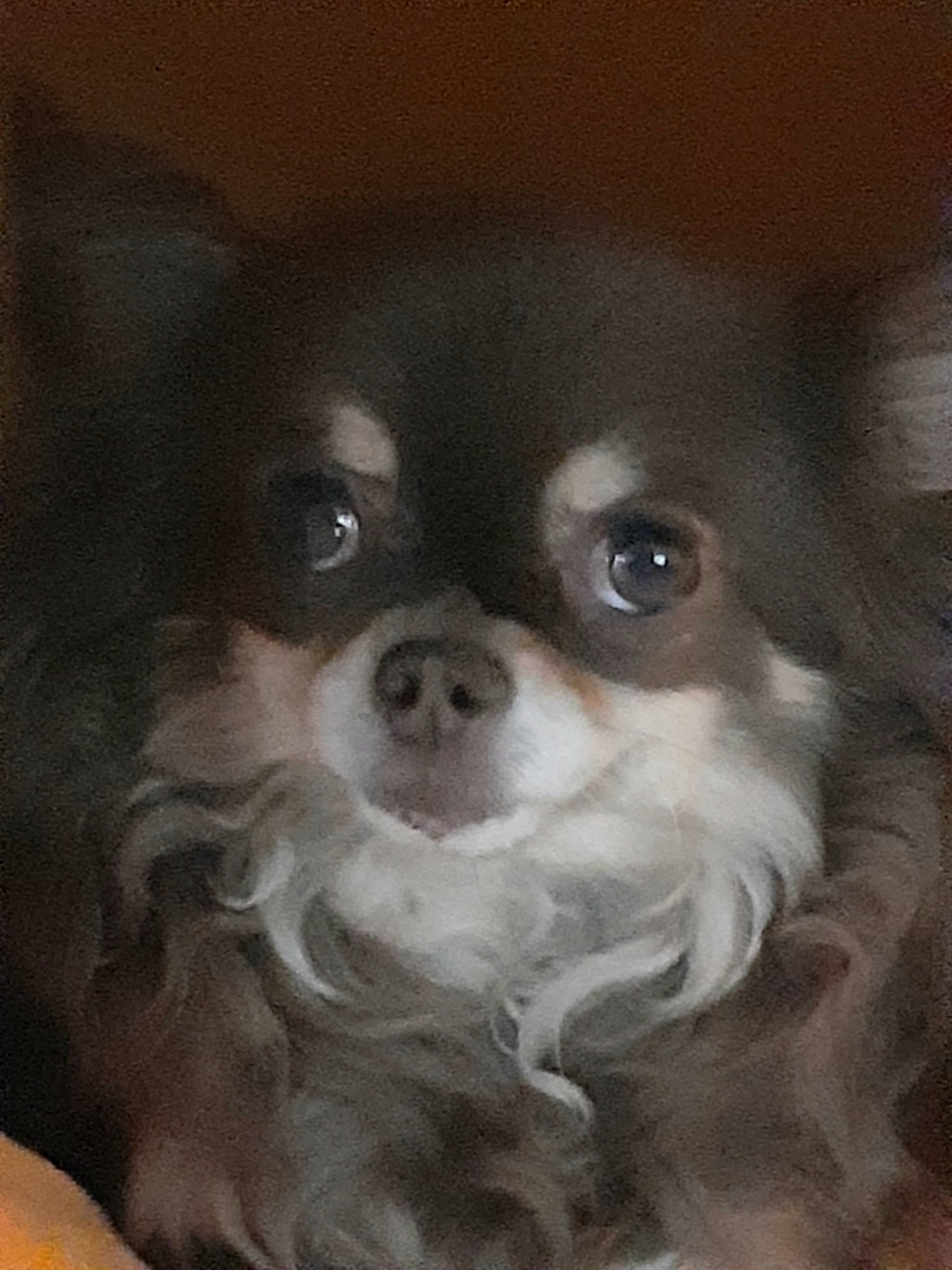 방울이 입양4년