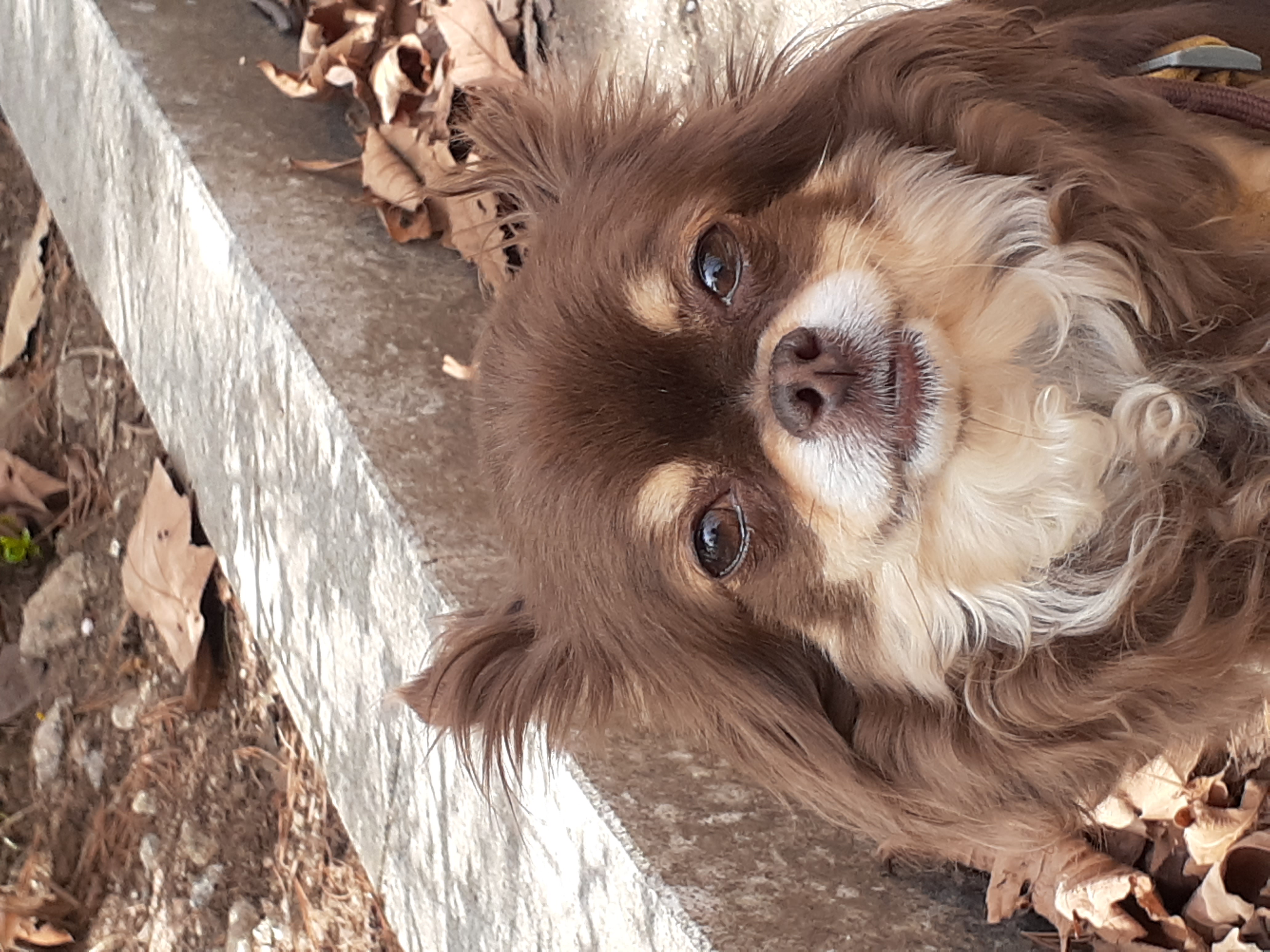 방울이 입양4년