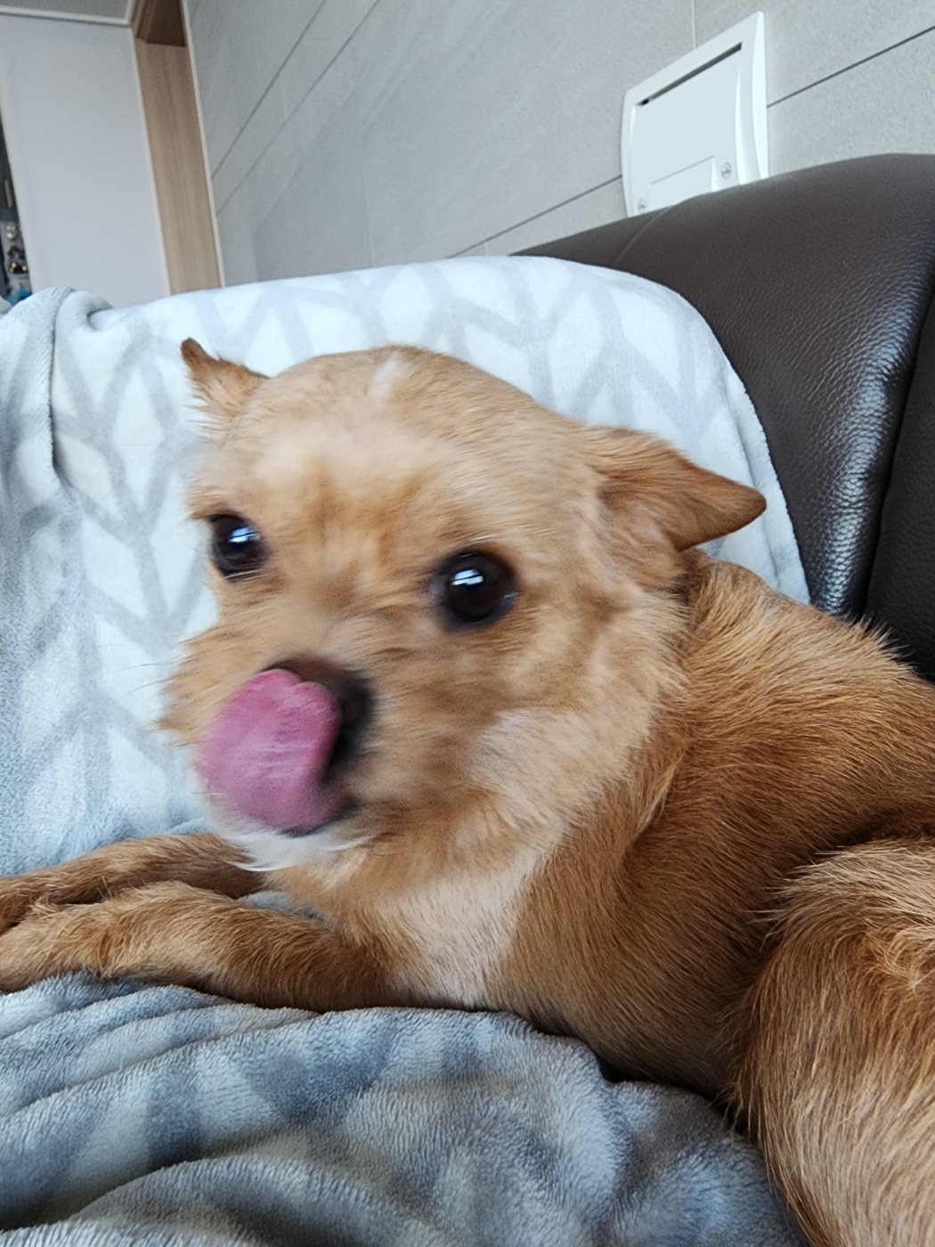 영천 푸푸 아가 뽀오(곤지) 입양 3년 됐네요~