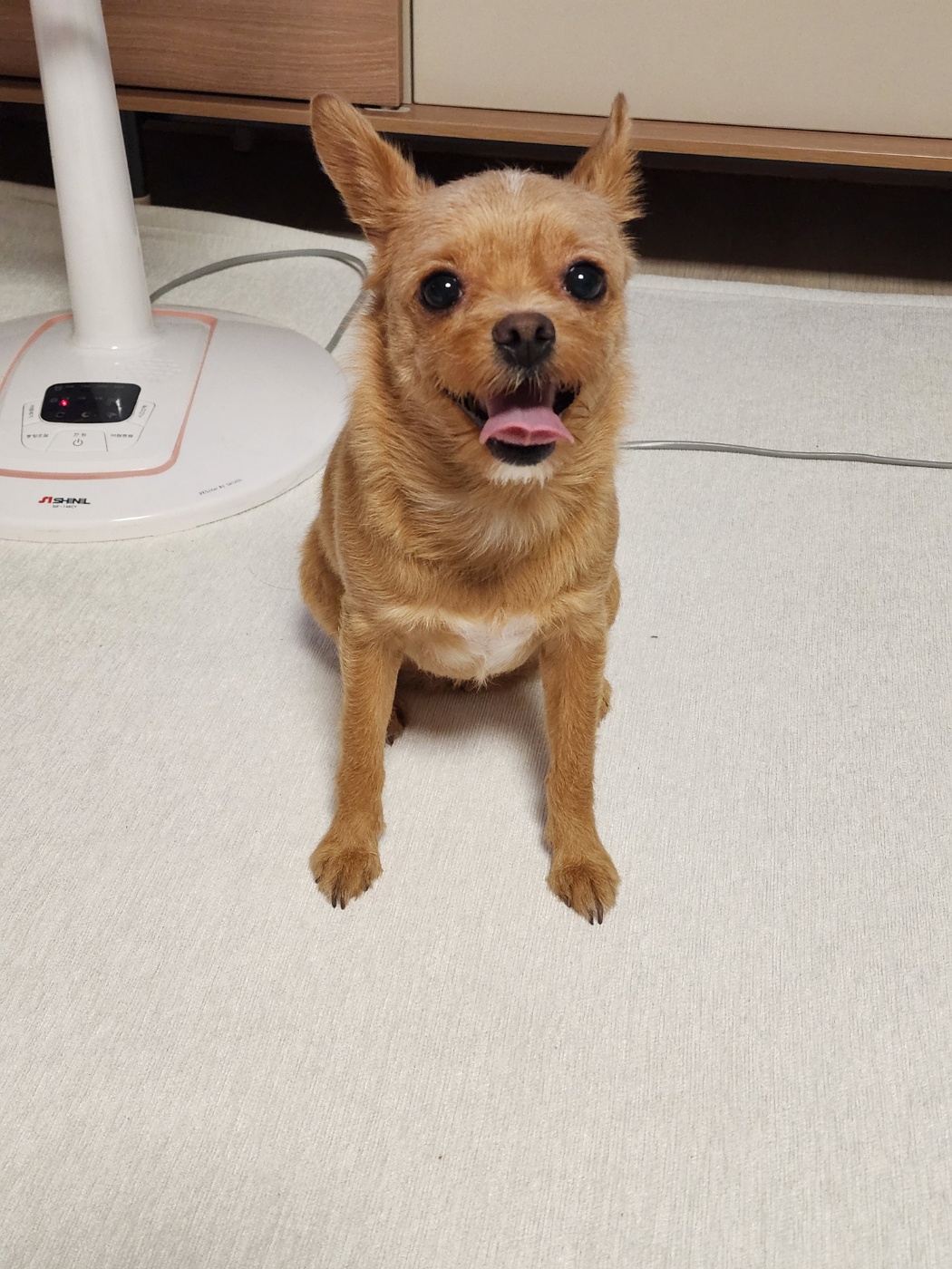 영천 푸푸 아가 뽀오(곤지) 입양 3년 됐네요~