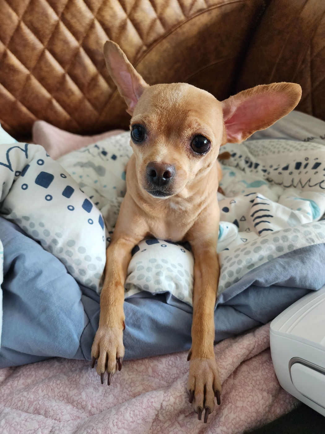 영천 푸푸 아가 뽀오(곤지) 입양 3년 됐네요~