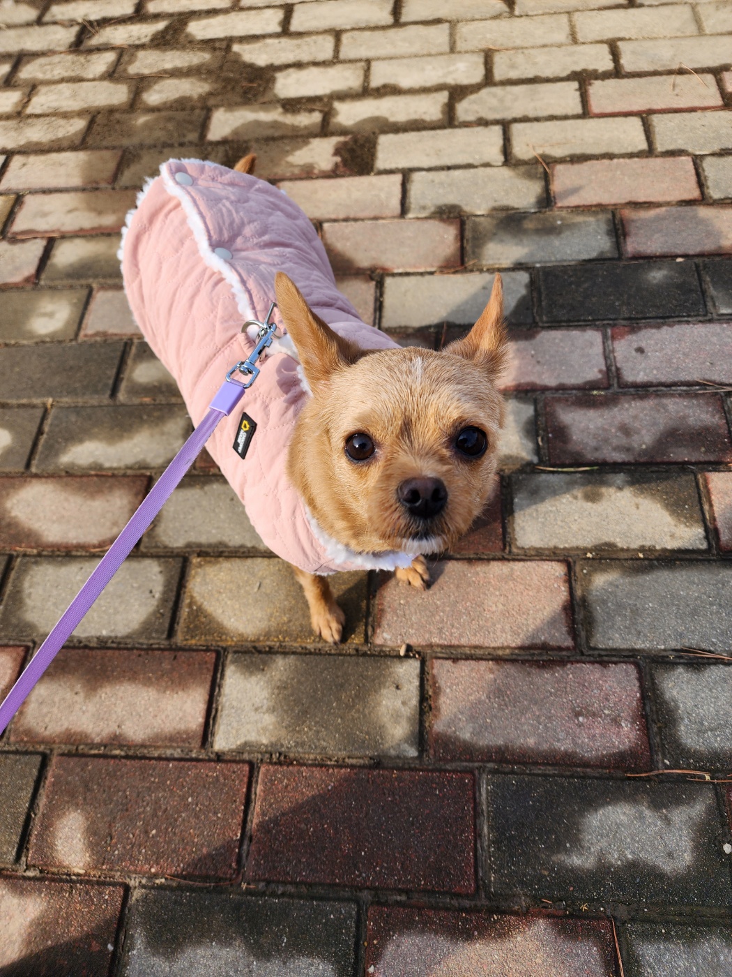 영천 푸푸 아가 뽀오(곤지) 입양 3년 됐네요~