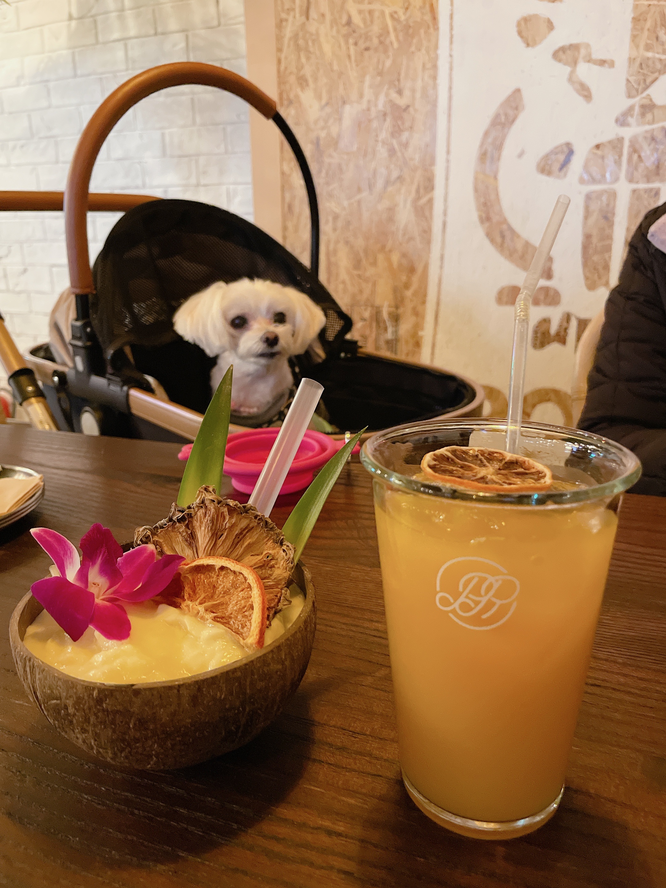 루크 (새이름: 보리) 열한 번째 입양 후기입니다 (벌써 7년 넘었네요)