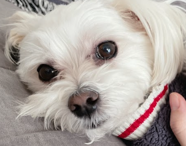 루크 (새이름: 보리) 열한 번째 입양 후기입니다 (벌써 7년 넘었네요)