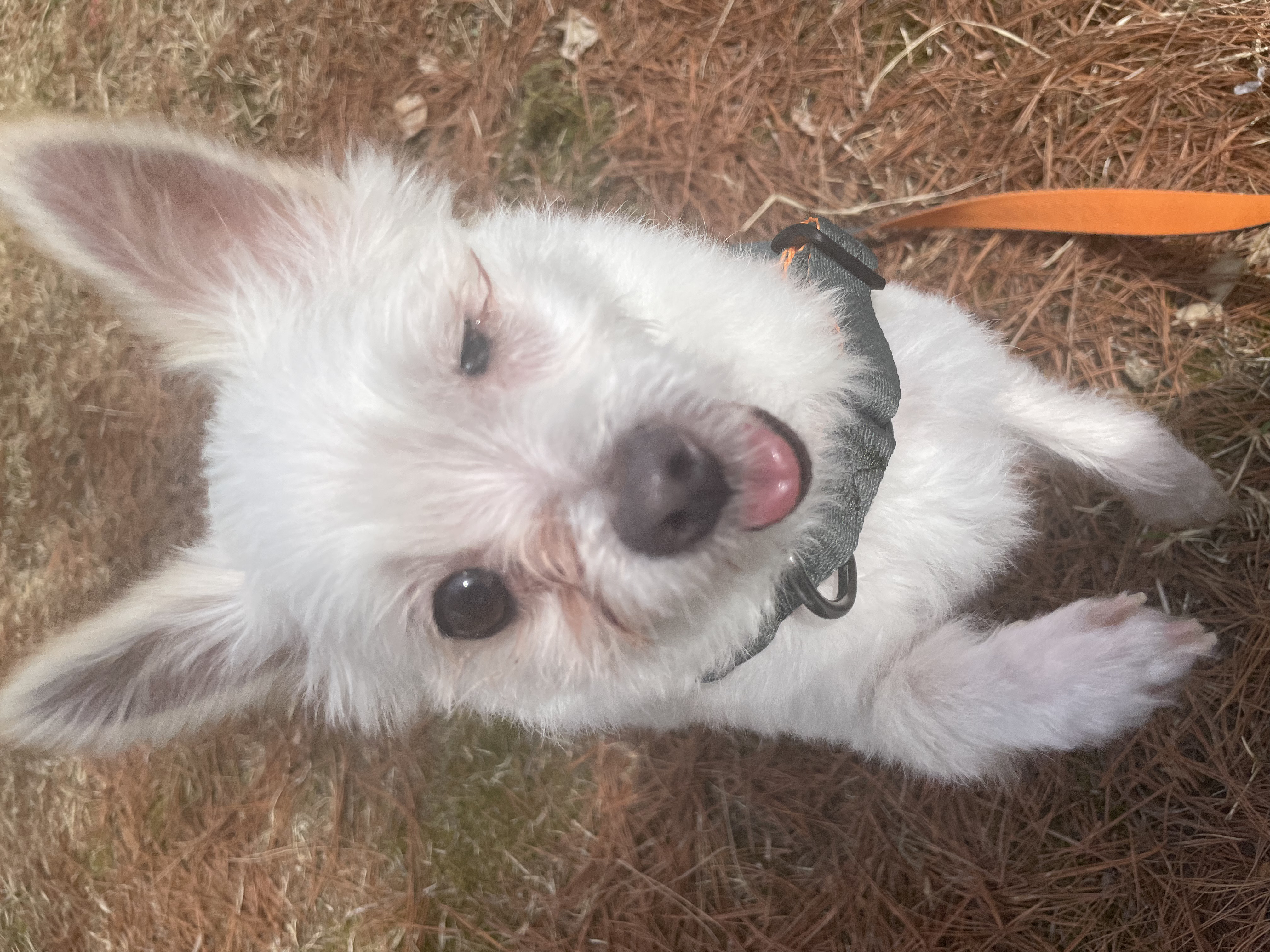 익순이 임보 석달차 이야기