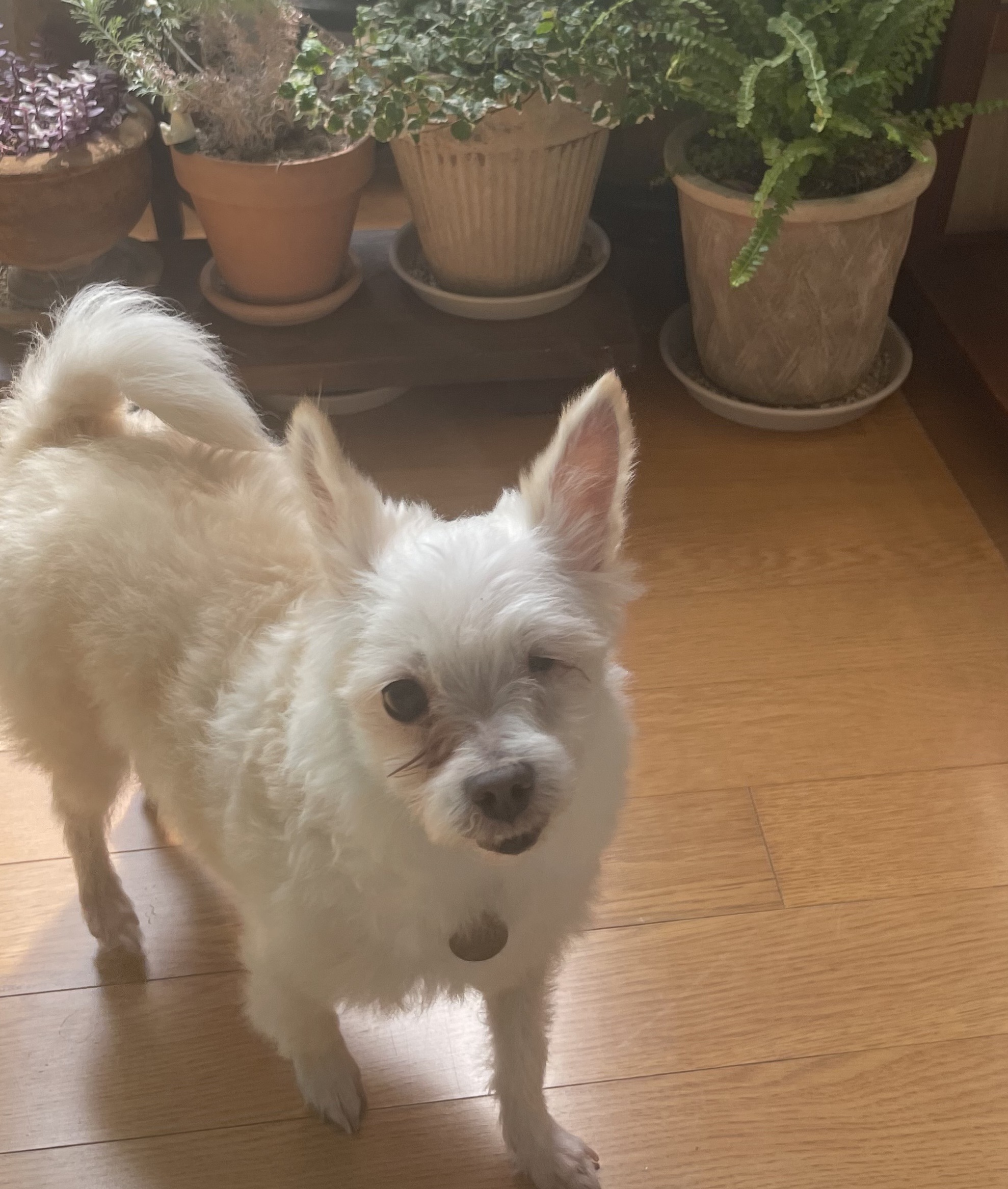 익순이 임보 석달차 이야기