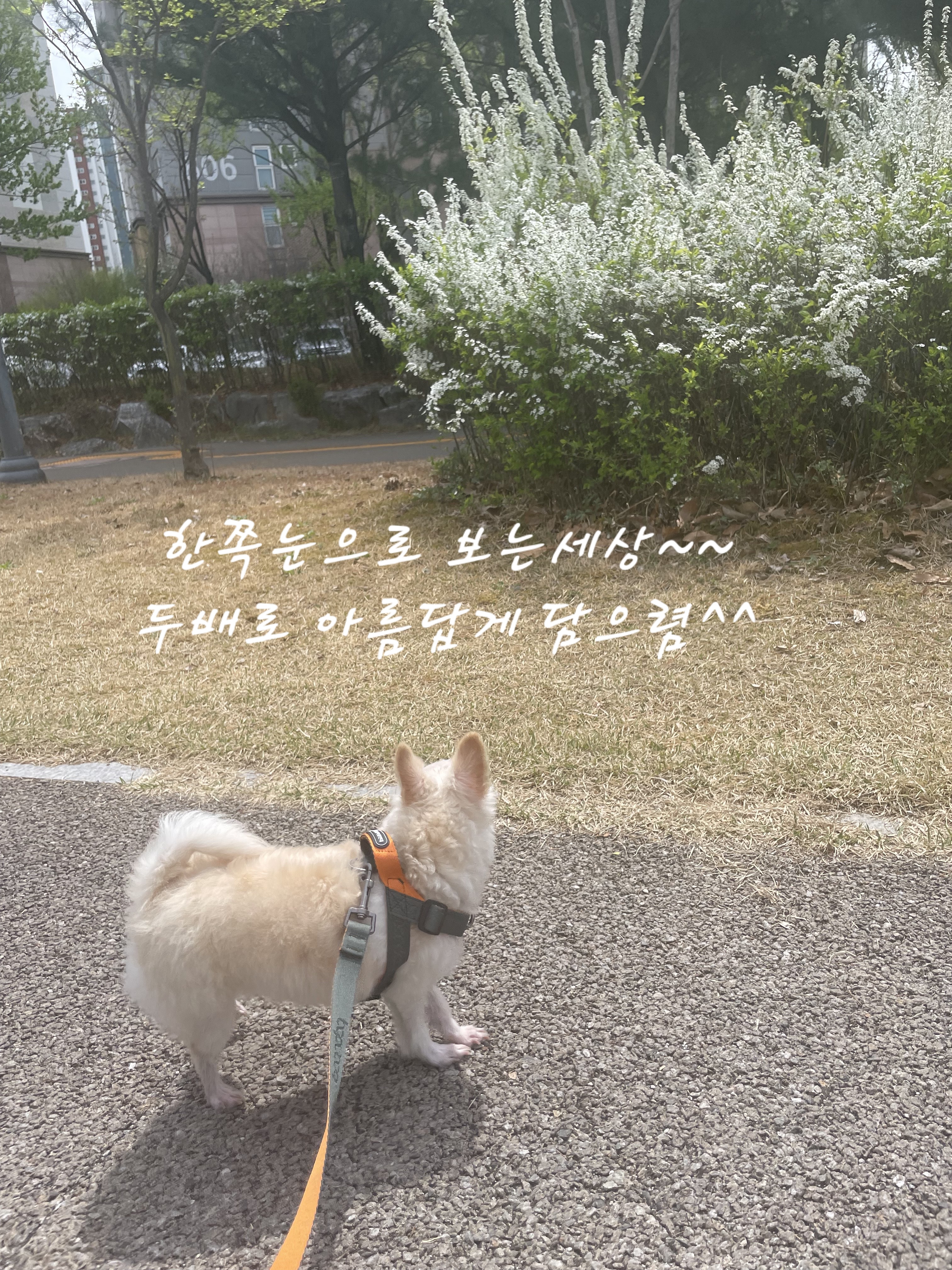 익순이 임보 석달차 이야기