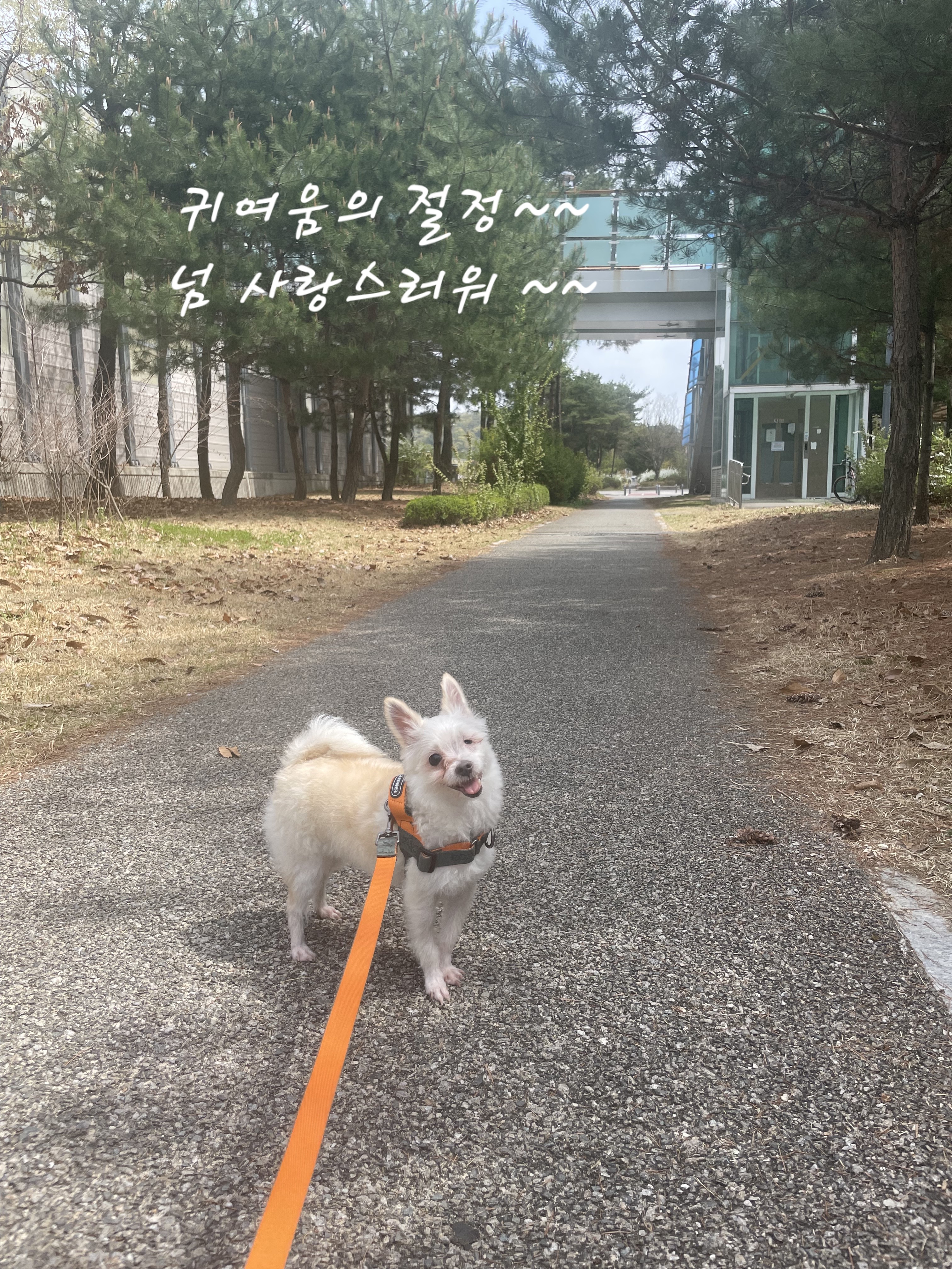 익순이 임보 석달차 이야기