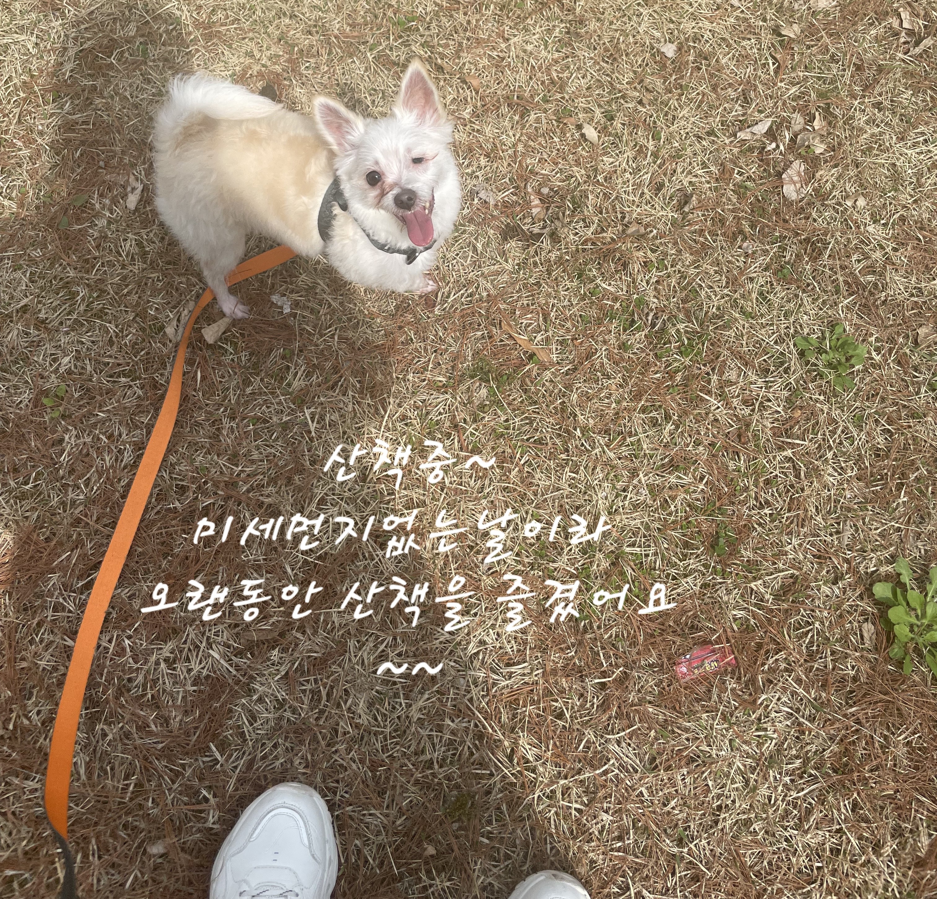 익순이 임보 석달차 이야기