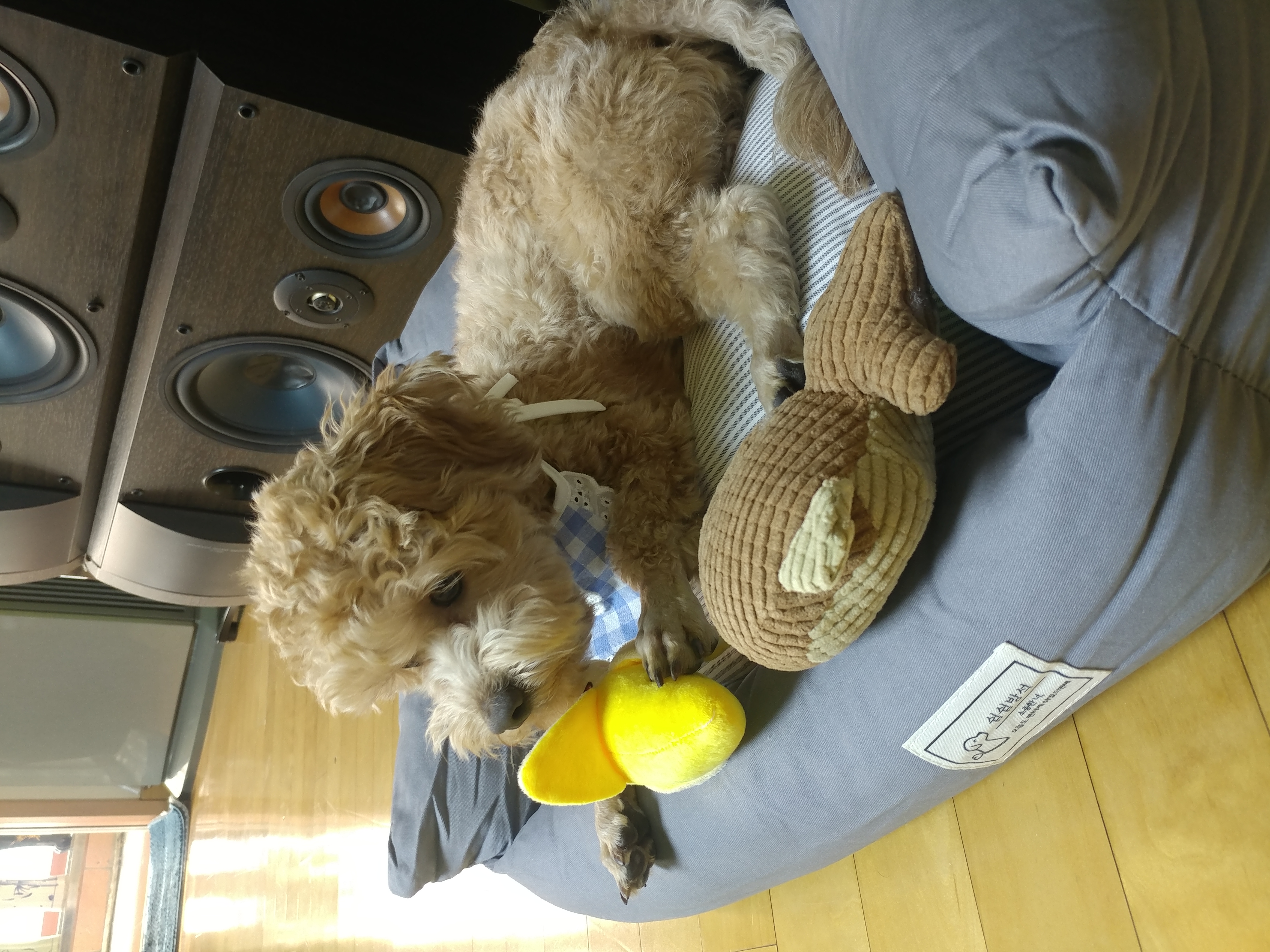 론이(모아) 입양 한달차 이야기