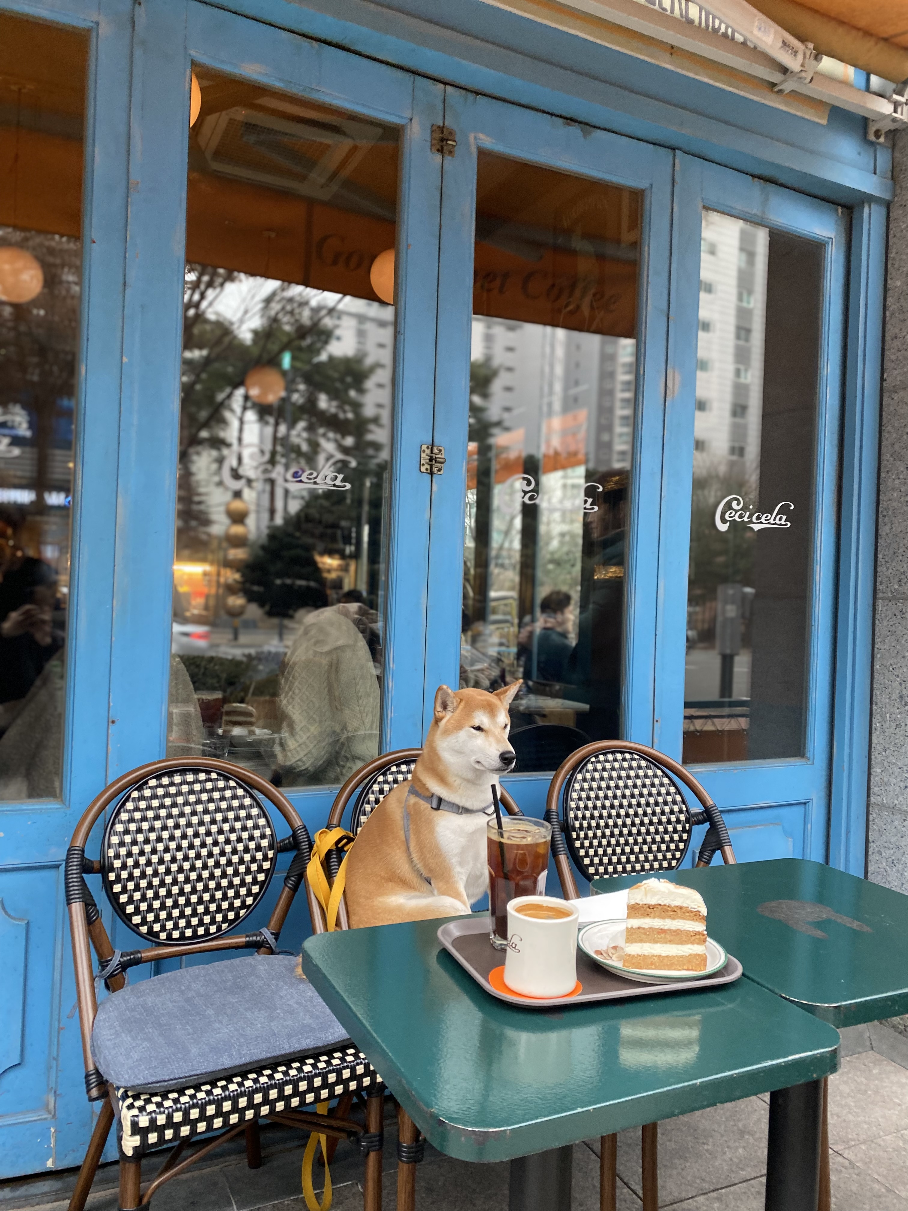 로꼬 (곤지암 두시) 입양 2년차 생활
