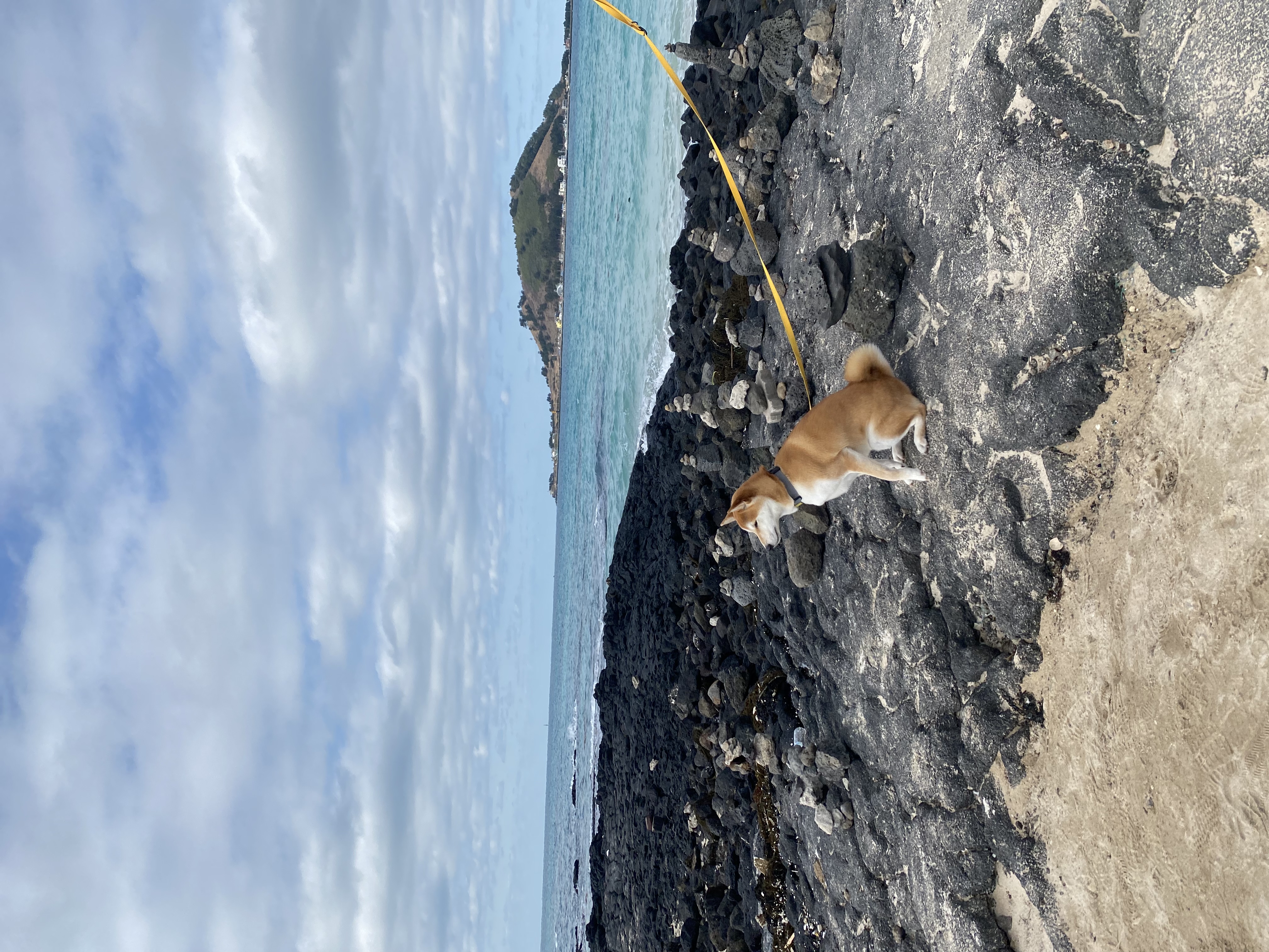 로꼬 (곤지암 두시) 입양 2년차 생활