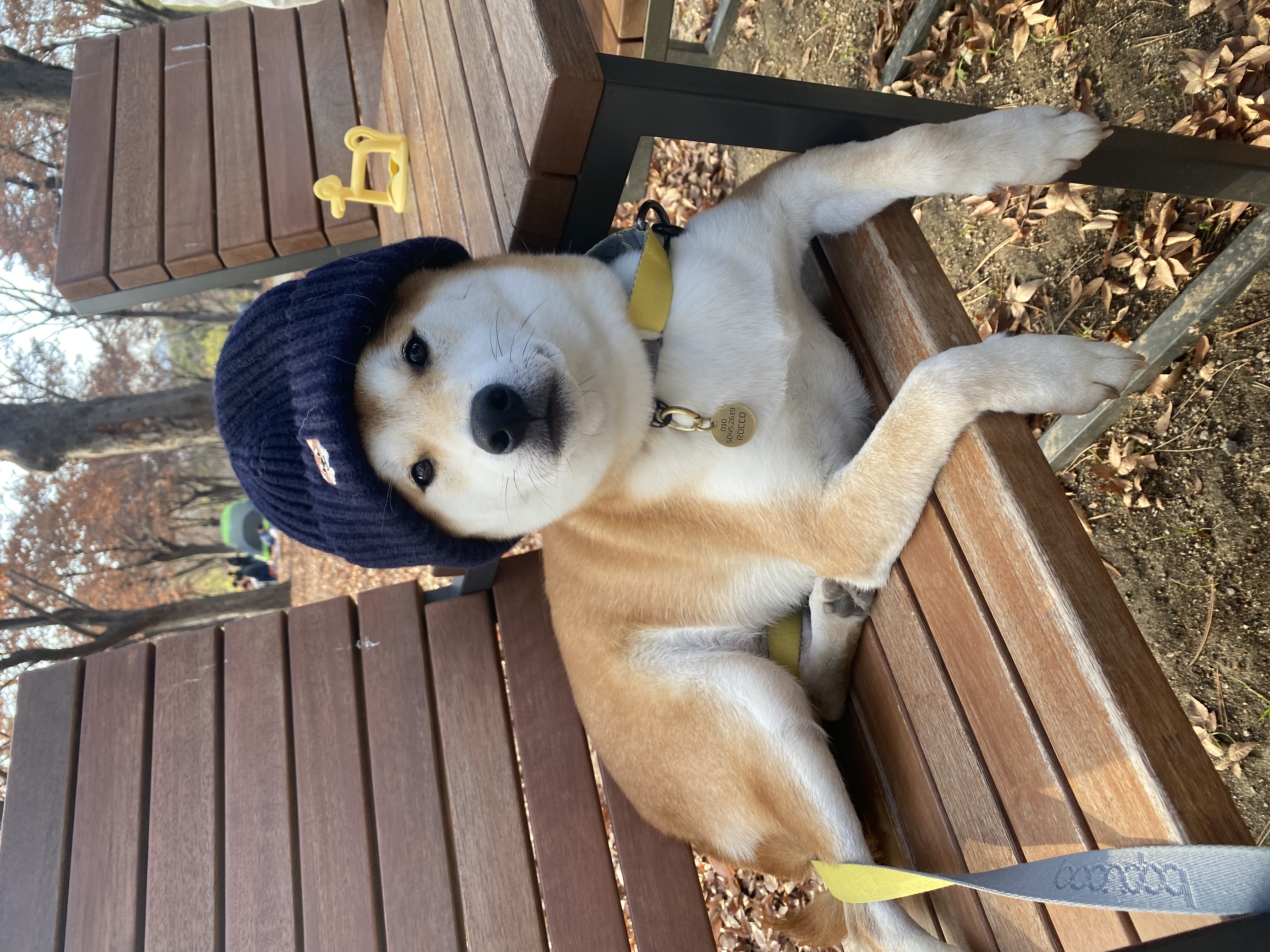 로꼬 (곤지암 두시) 입양 2년차 생활