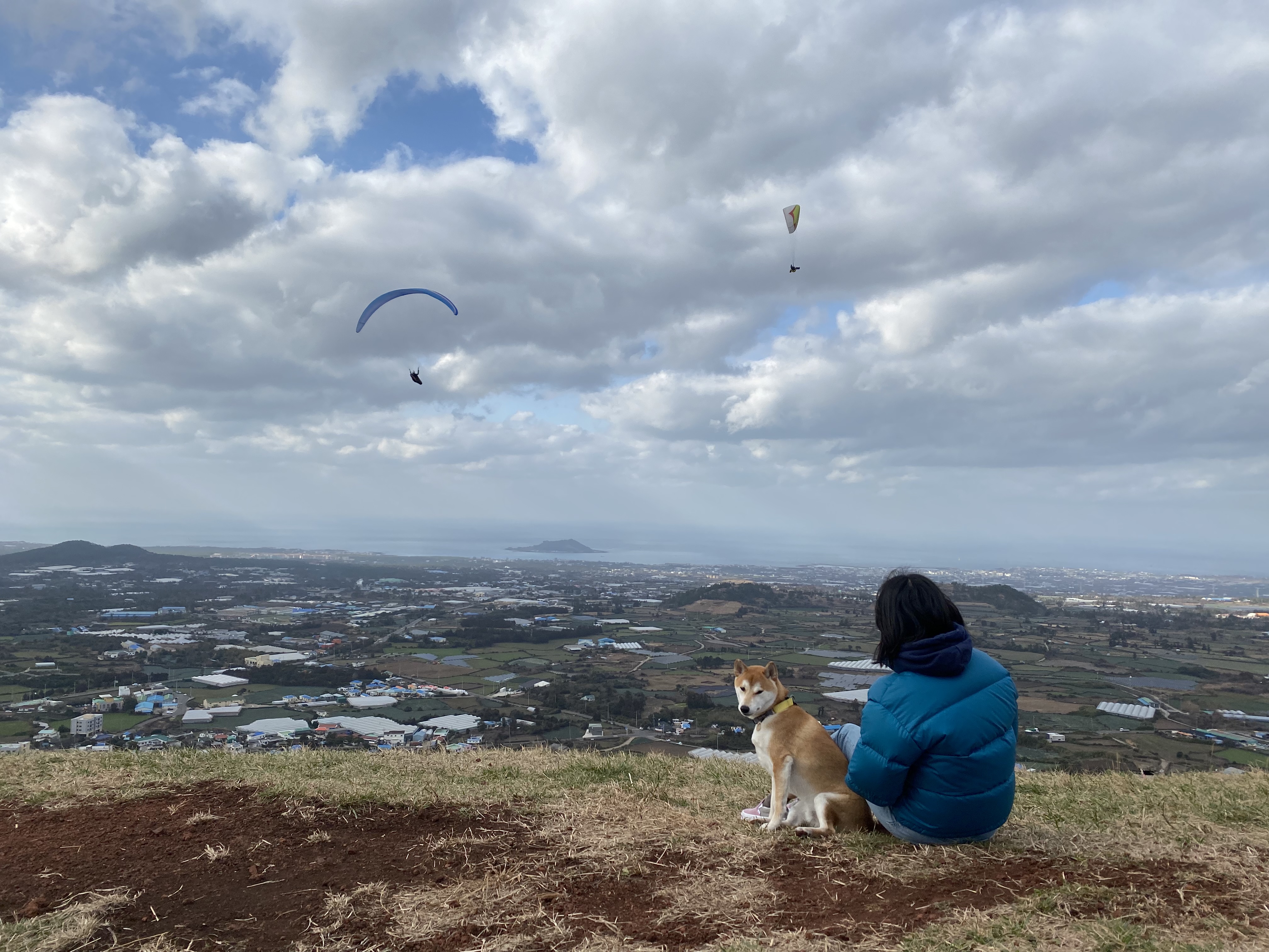 로꼬 (곤지암 두시) 입양 2년차 생활