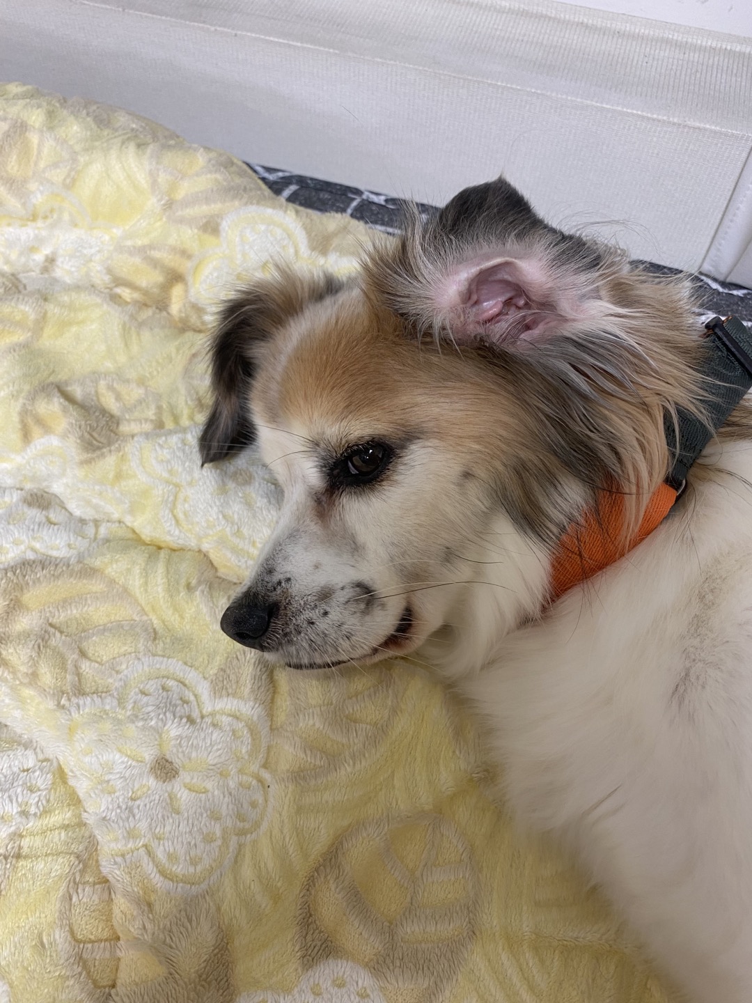 리아 임보 일주일차 후기입니다!